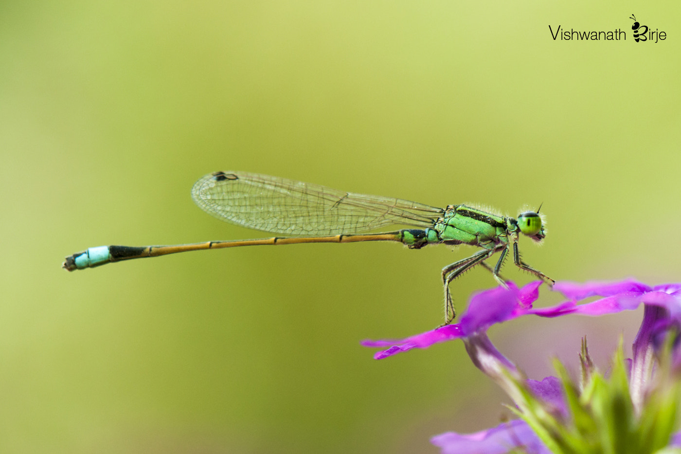 Nikon AF-S DX Micro-Nikkor 85mm F3.5G ED VR sample photo. Senegal golden dartlet photography
