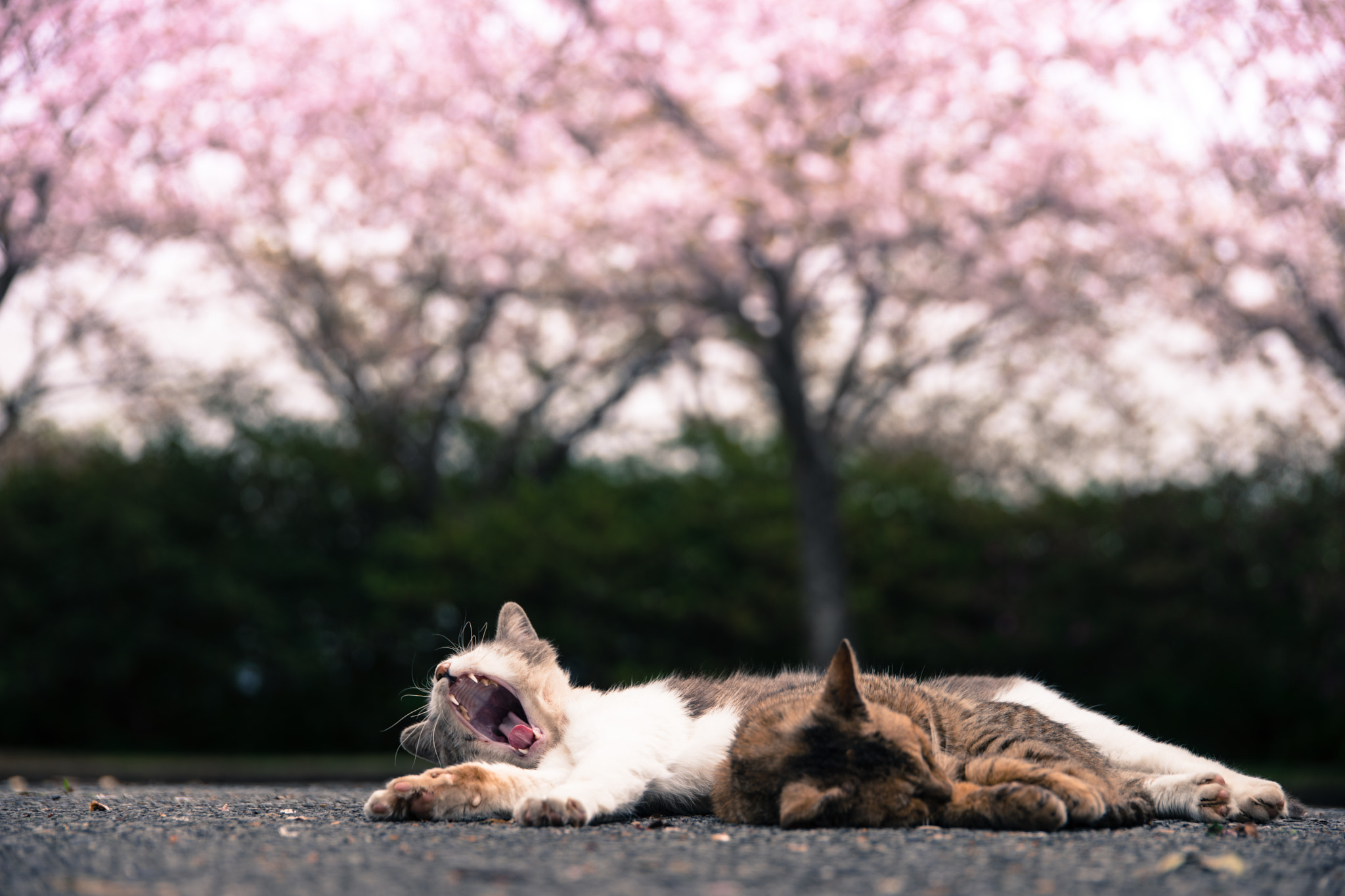 24-105mm F4 sample photo. Yawn-yawn-yawn photography