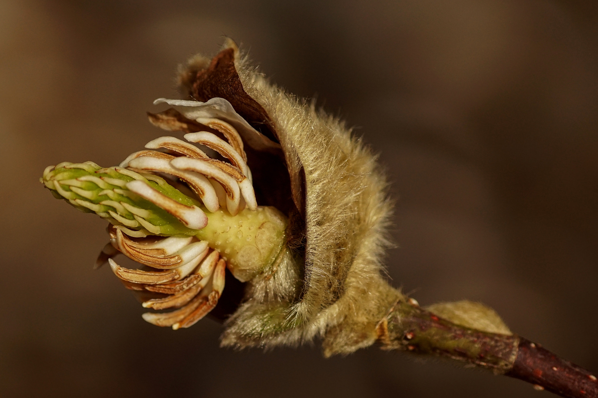 Sony SLT-A68 + Minolta AF 100mm F2.8 Macro [New] sample photo. Spring ! photography