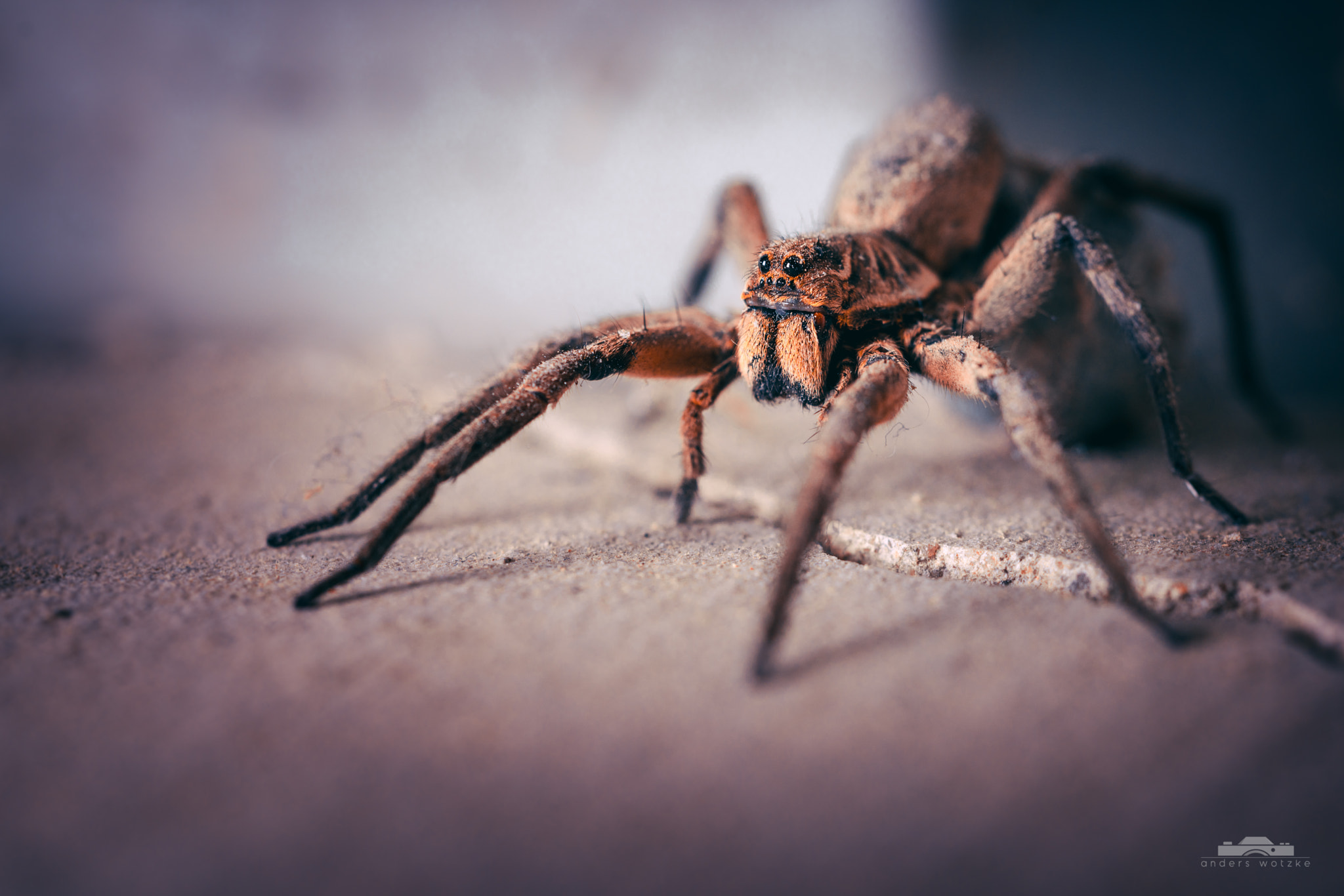 Sony a7R II + Canon EF 100mm F2.8L Macro IS USM sample photo. Cornered photography