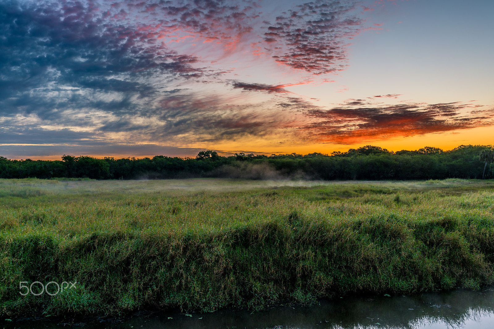 E 35mm F2 sample photo. Myakka river state park fl photography