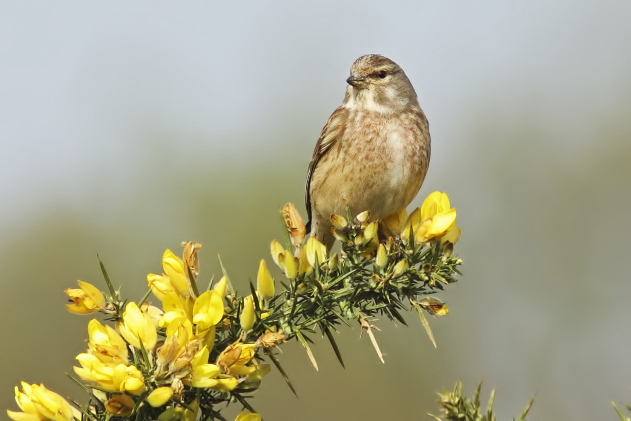 Sony ILCA-77M2 + Minolta AF 300mm F2.8 HS-APO G sample photo. Linnet on the gorse photography