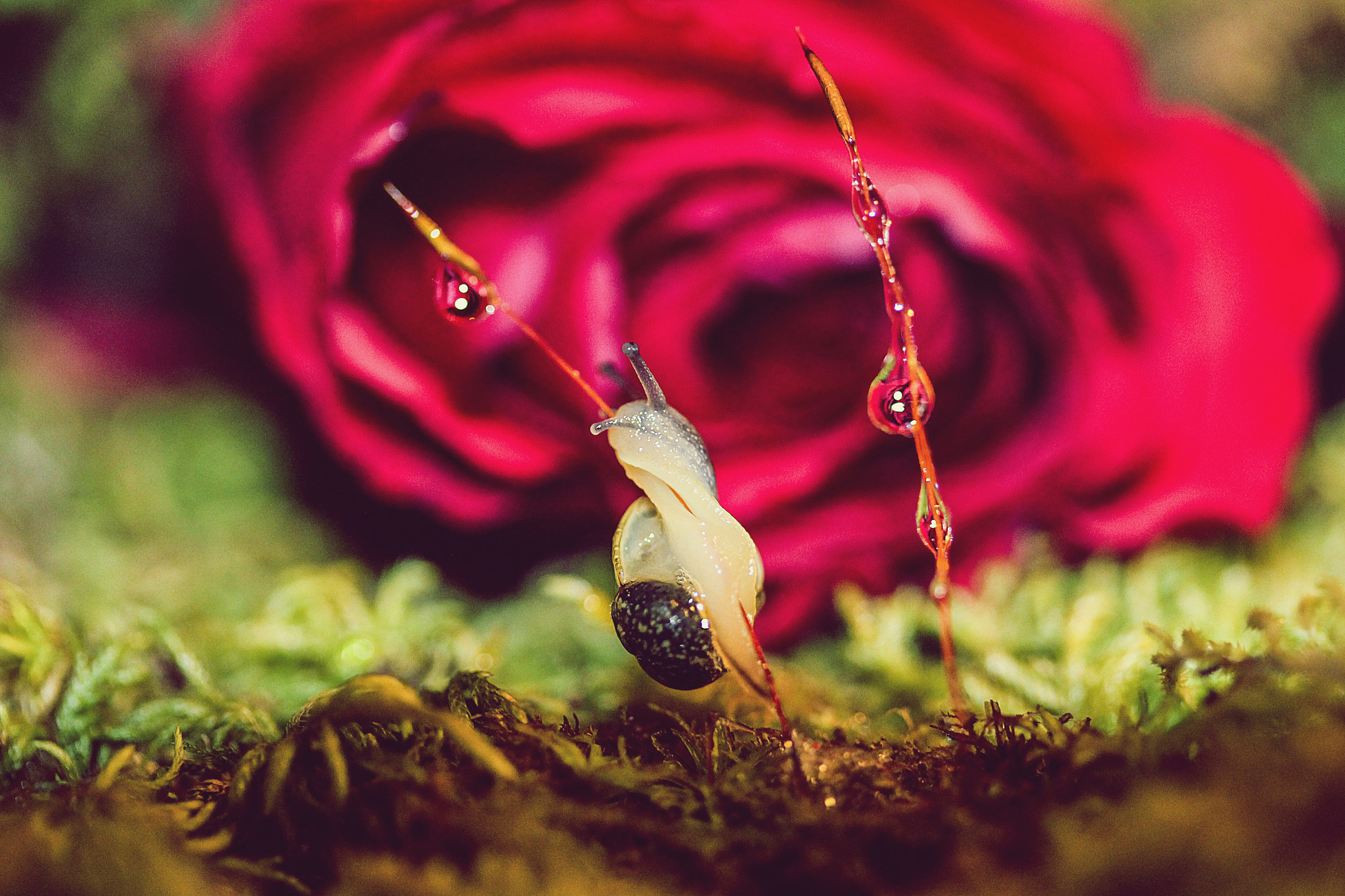 Canon EF-S 60mm F2.8 Macro USM sample photo. Great adventures in a small world photography