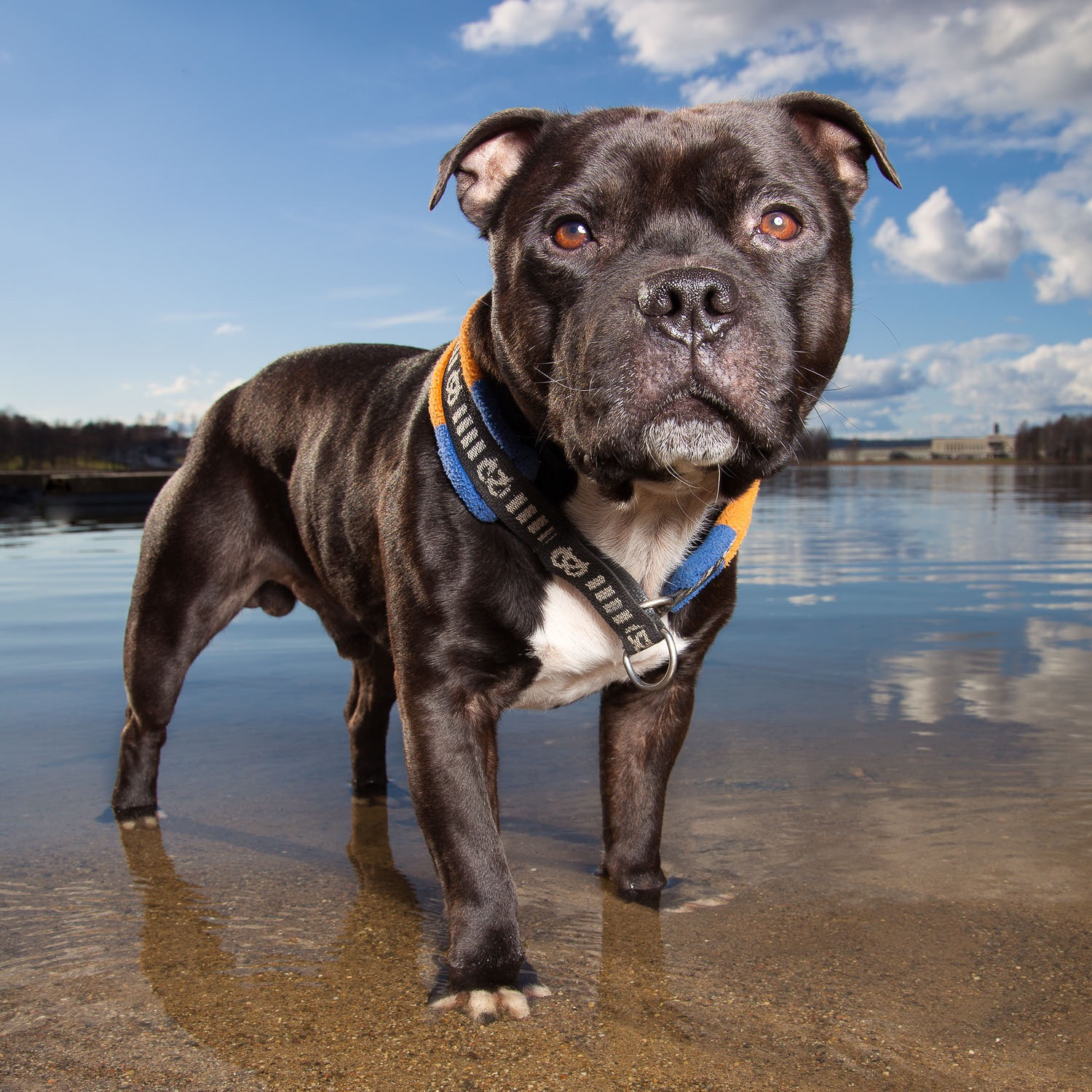 Sigma 24-105mm f/4 DG OS HSM | A sample photo. Waterdog photography