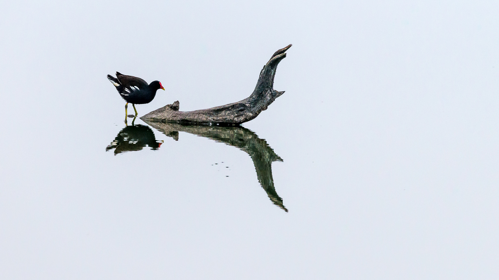 Sigma 150-600mm F5-6.3 DG OS HSM | S sample photo. Reflections photography