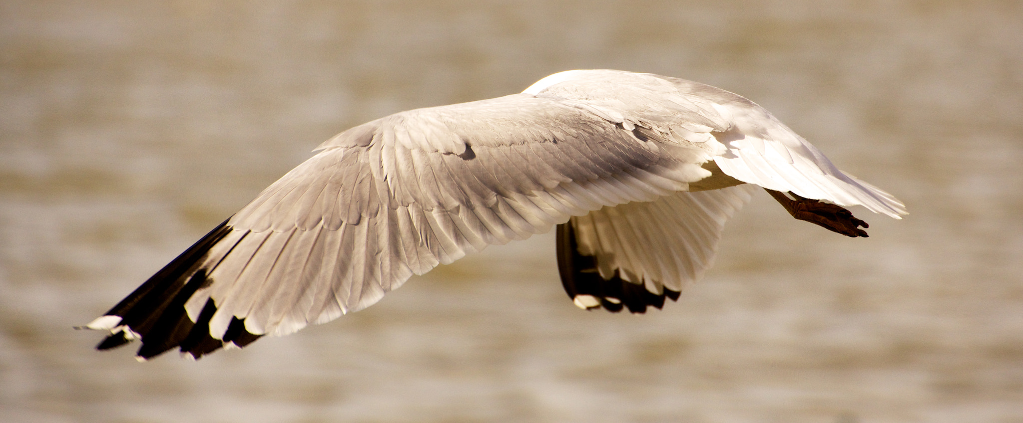 Sony SLT-A65 (SLT-A65V) sample photo. Mouette 1 photography
