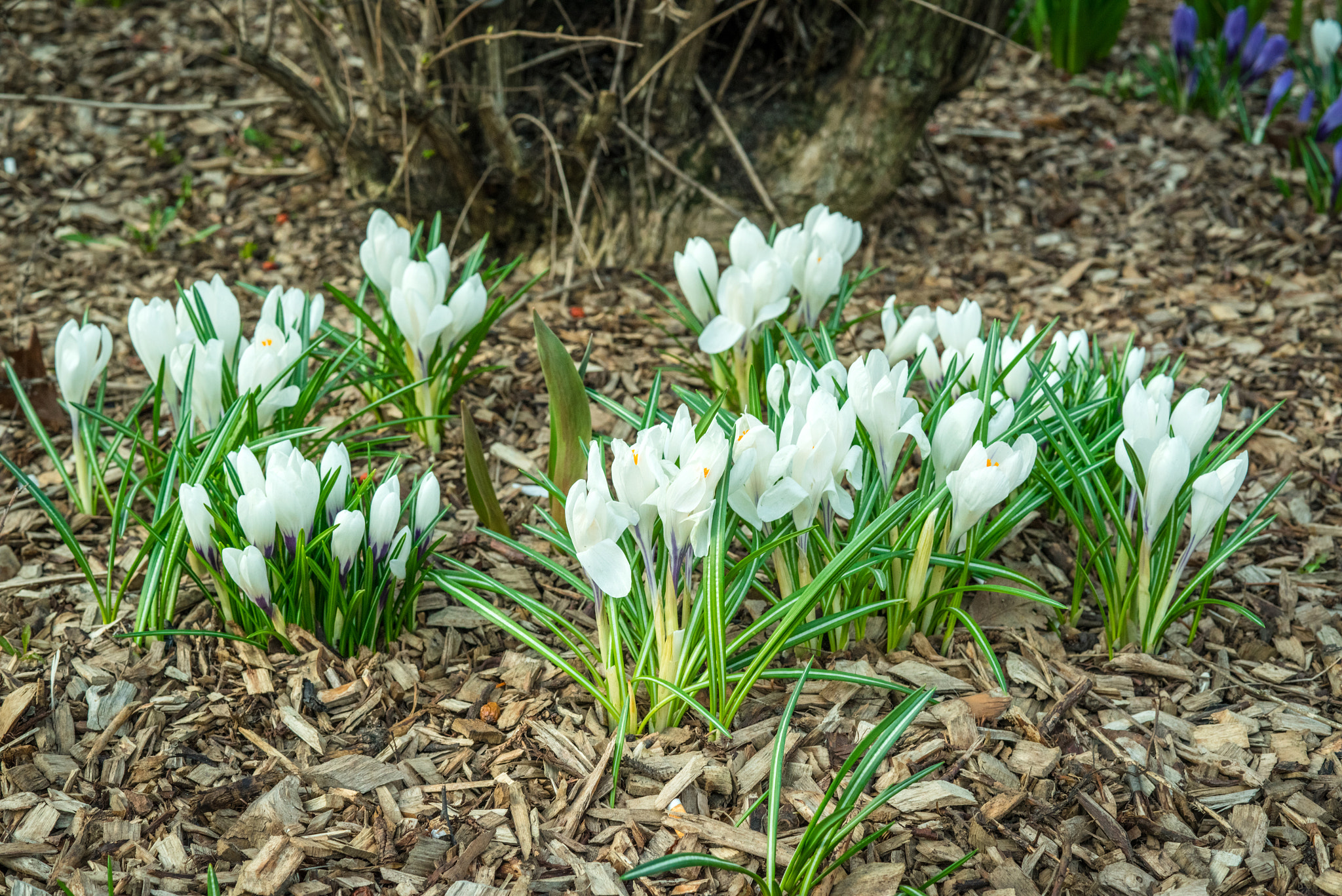 Sony a7R + Sony 50mm F1.4 sample photo. White crocus flower in a garden with bark photography