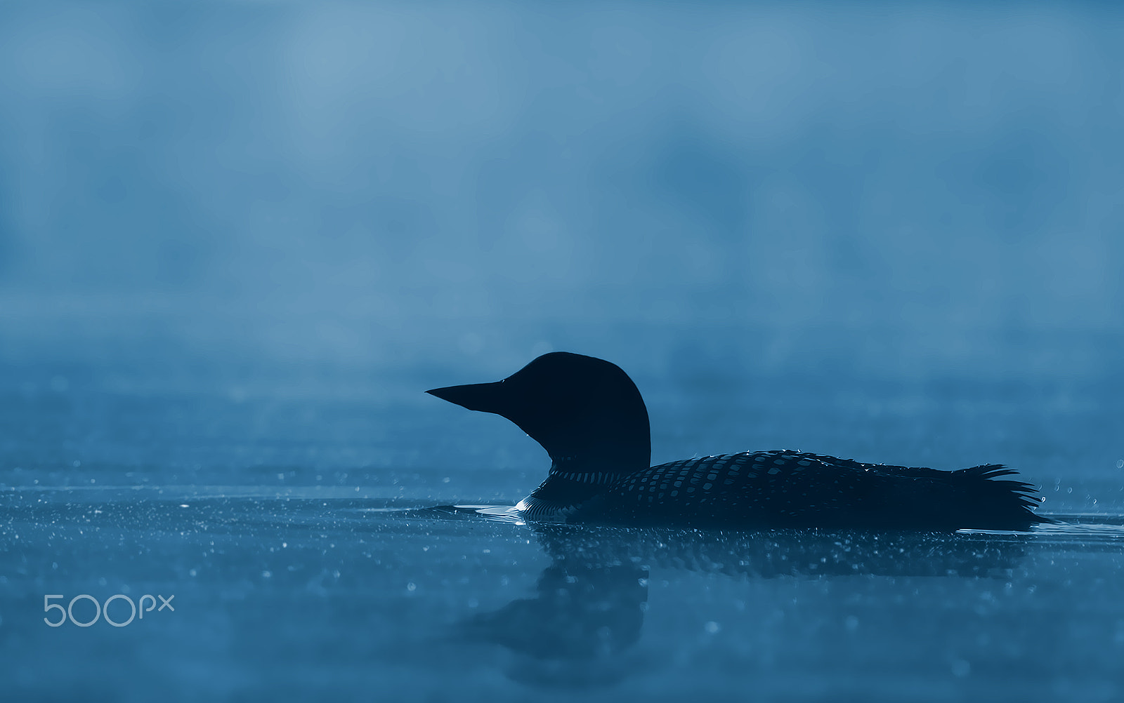 Canon EOS 7D + Canon EF 300mm F2.8L IS II USM sample photo. In the blue hour - common loon photography