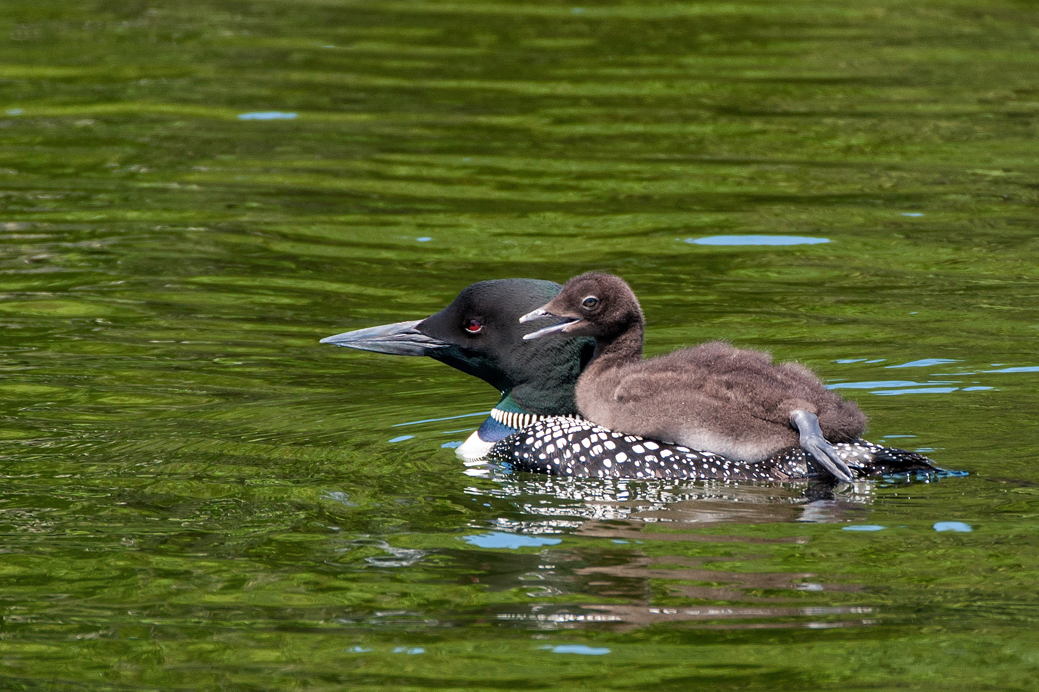 Sony 70-300mm F4.5-5.6 G SSM sample photo. 'giddy-up' photography