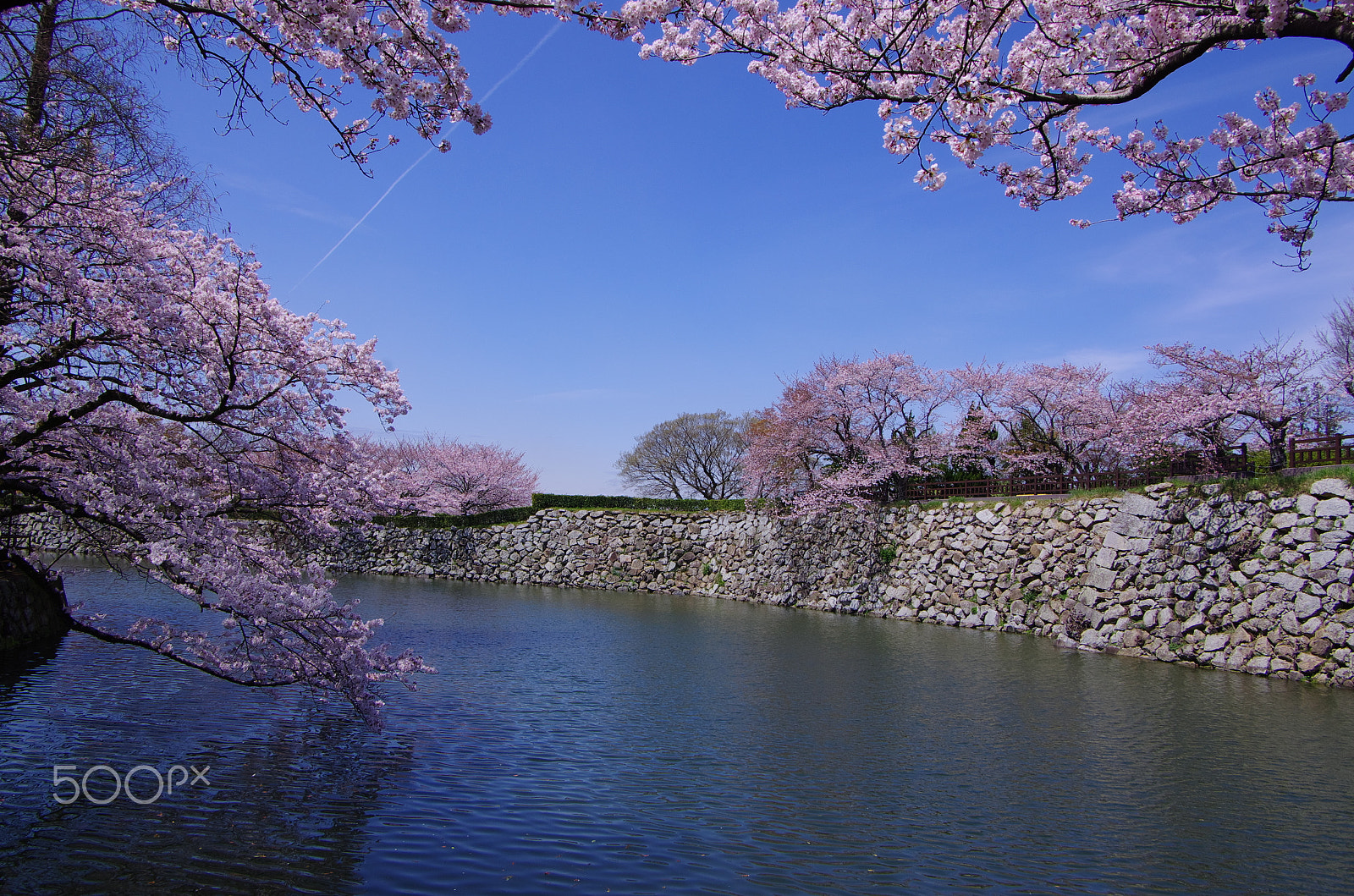 Pentax K-5 IIs sample photo. Sky blue cherry color photography