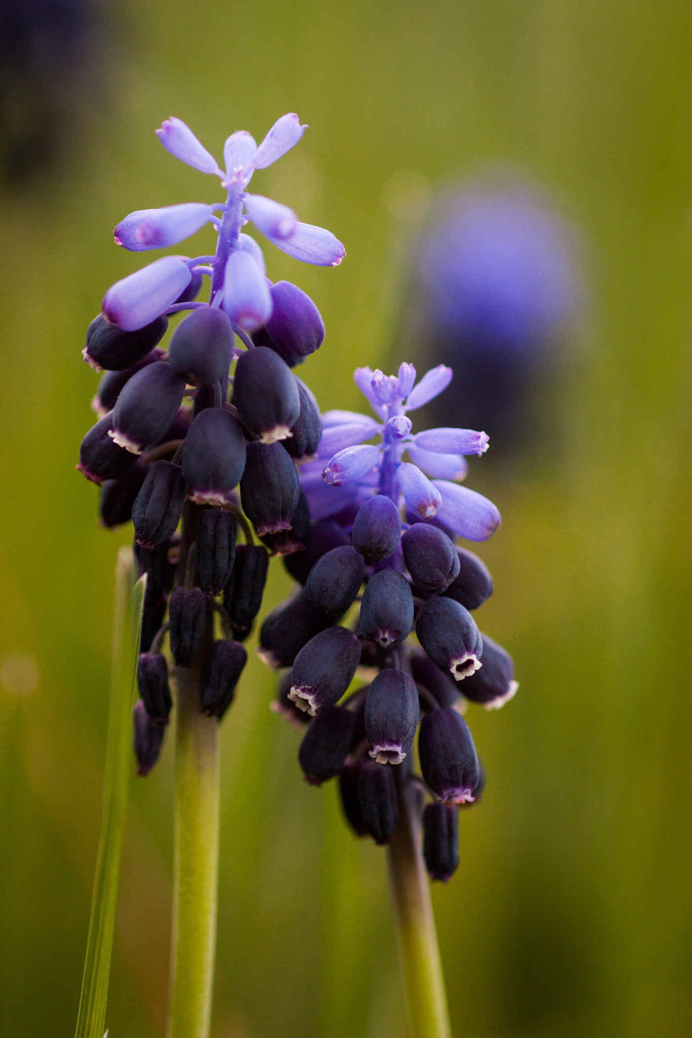 Canon EOS 450D (EOS Rebel XSi / EOS Kiss X2) + Canon EF 100mm F2.8 Macro USM sample photo. Grape hyacinths photography