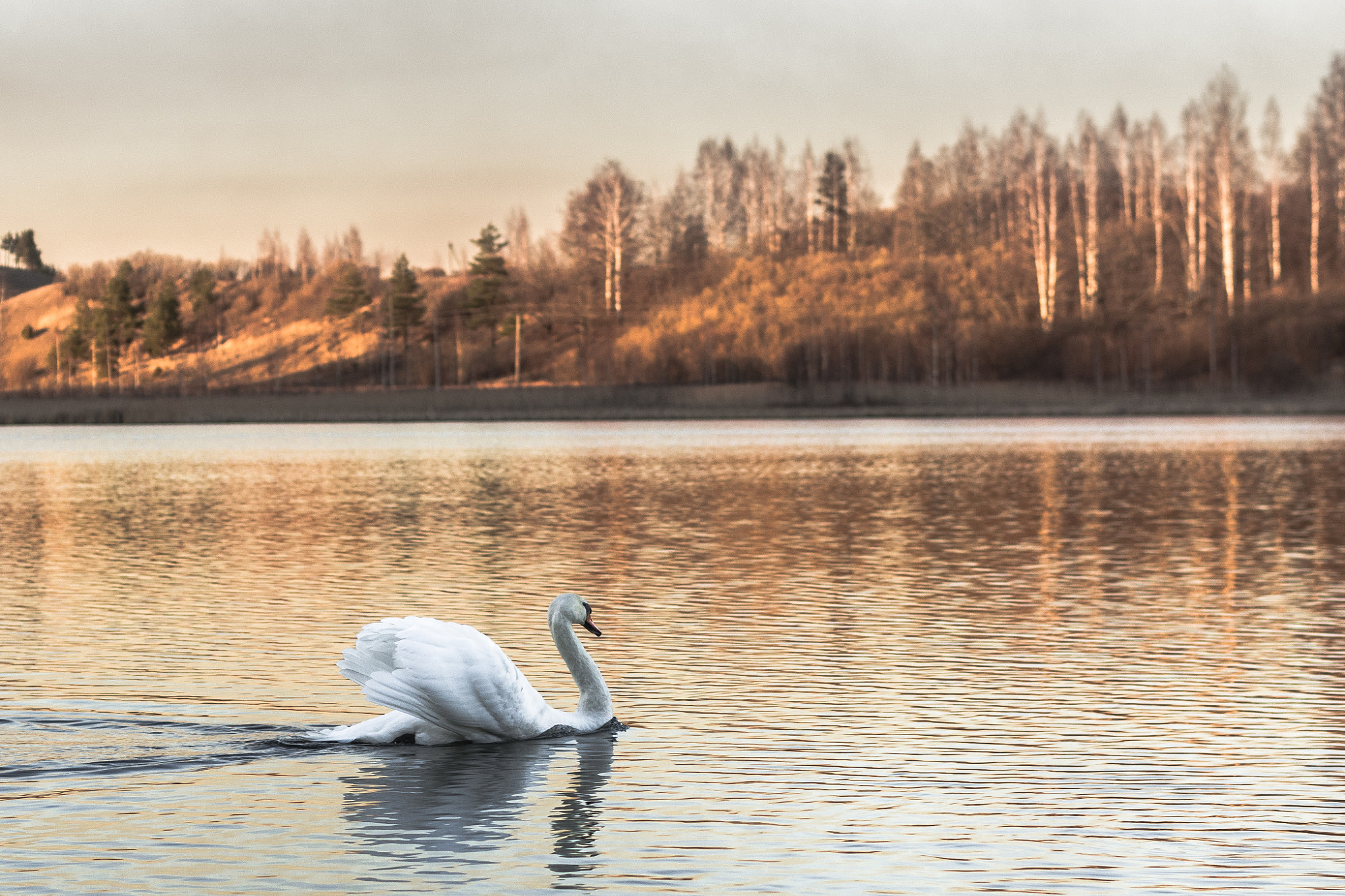 Pentax K-5 sample photo. Solitaire cygne photography