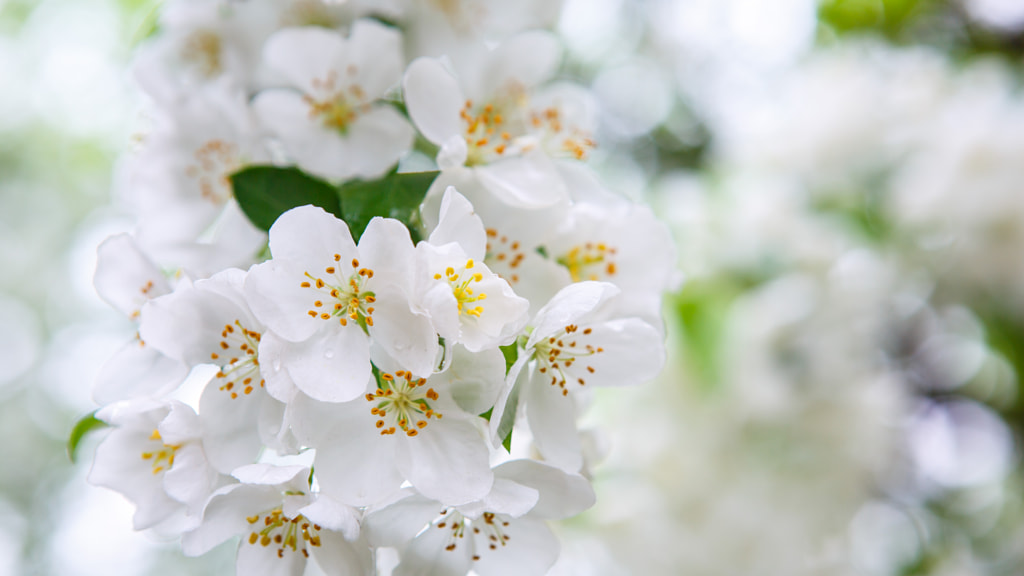 樱花  cherry blossom by feng xu on 500px.com