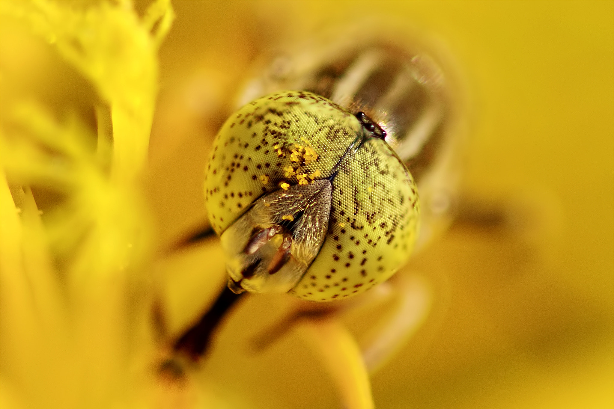 Sigma 105mm F2.8 EX DG OS HSM sample photo. Bee head photography
