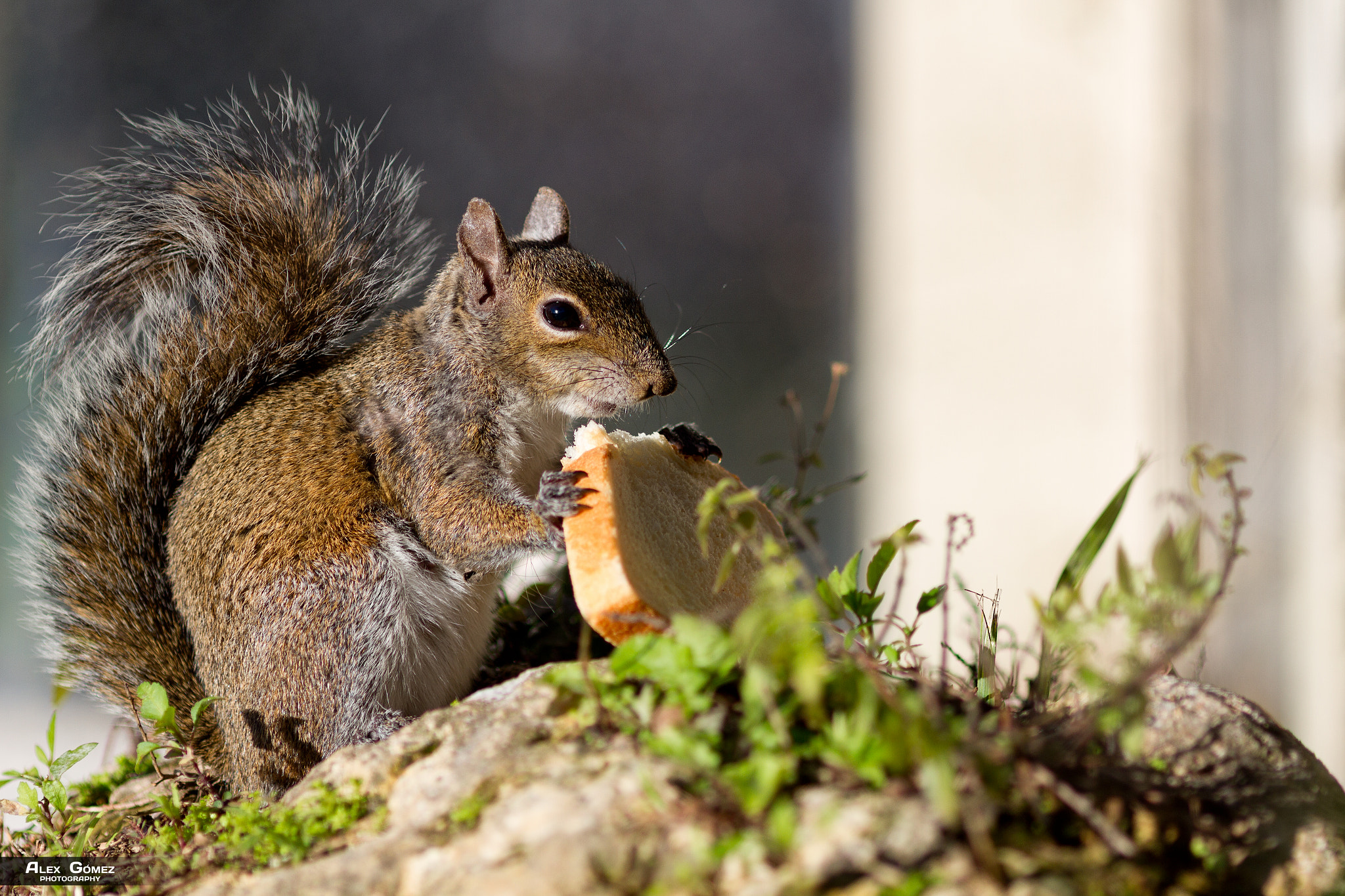 Canon EOS 7D + Canon EF 200mm F2.8L II USM sample photo. Breakfast time photography