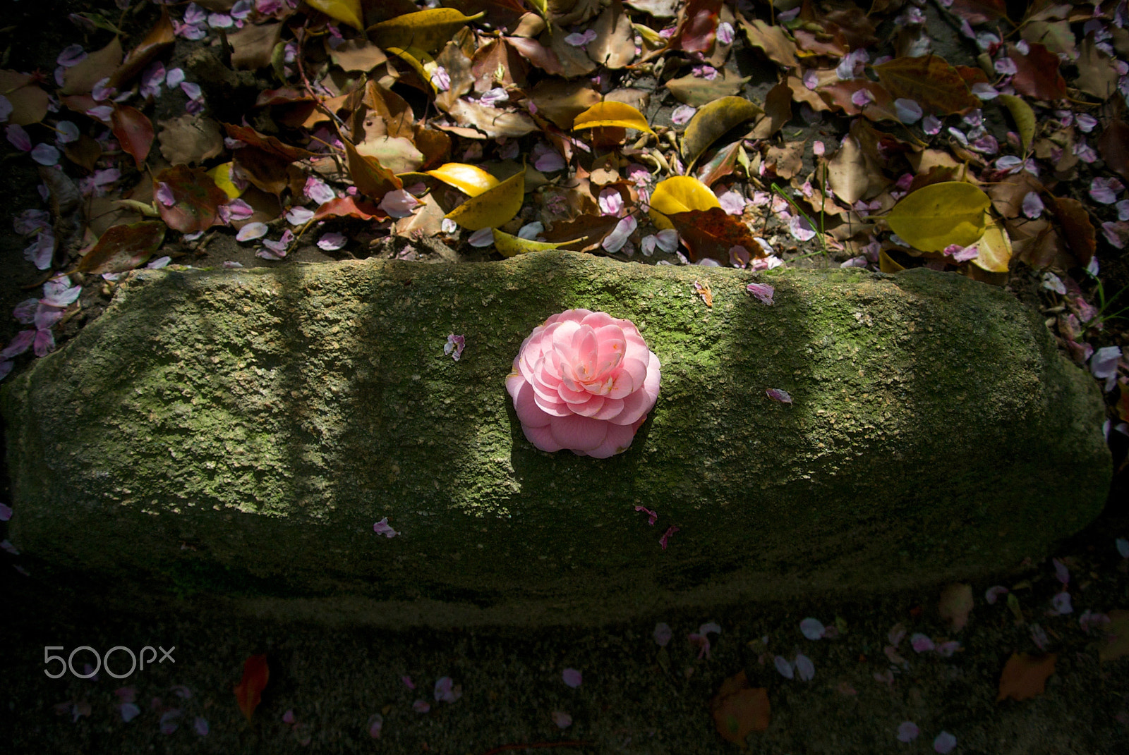 Nikon 1 J2 sample photo. Fallen camellia photography