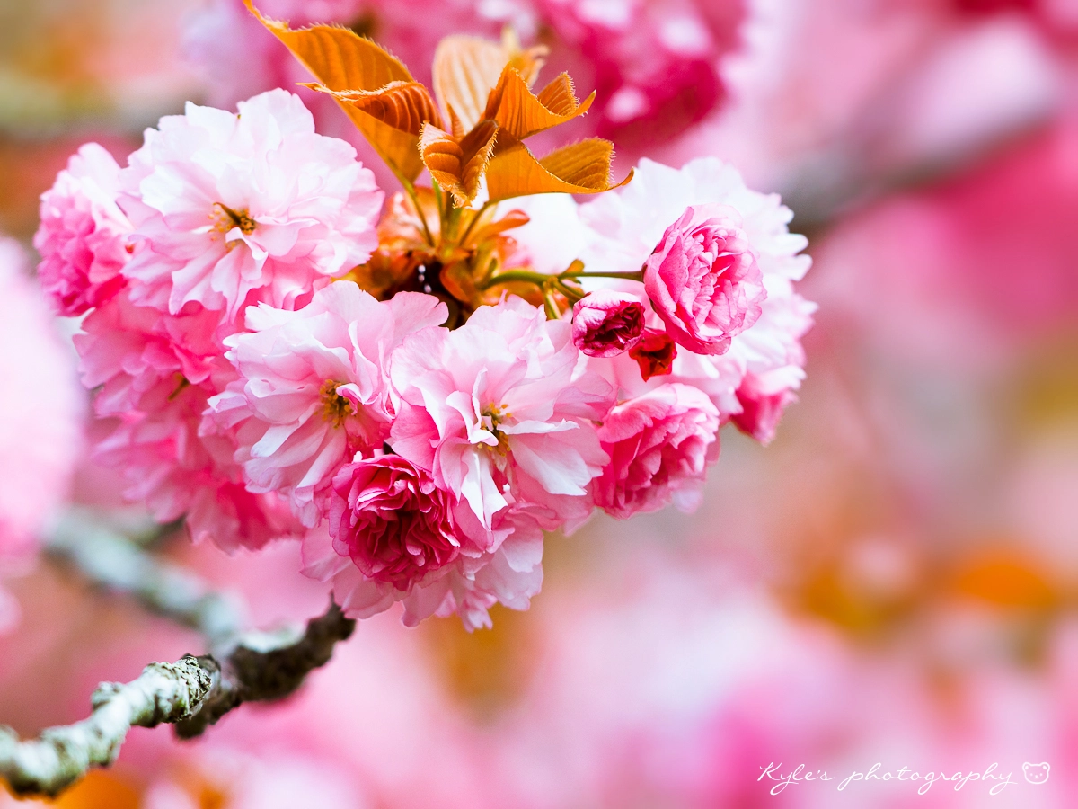 Sigma 150mm F2.8 EX DG Macro HSM sample photo. 愛～櫻花～♡ photography