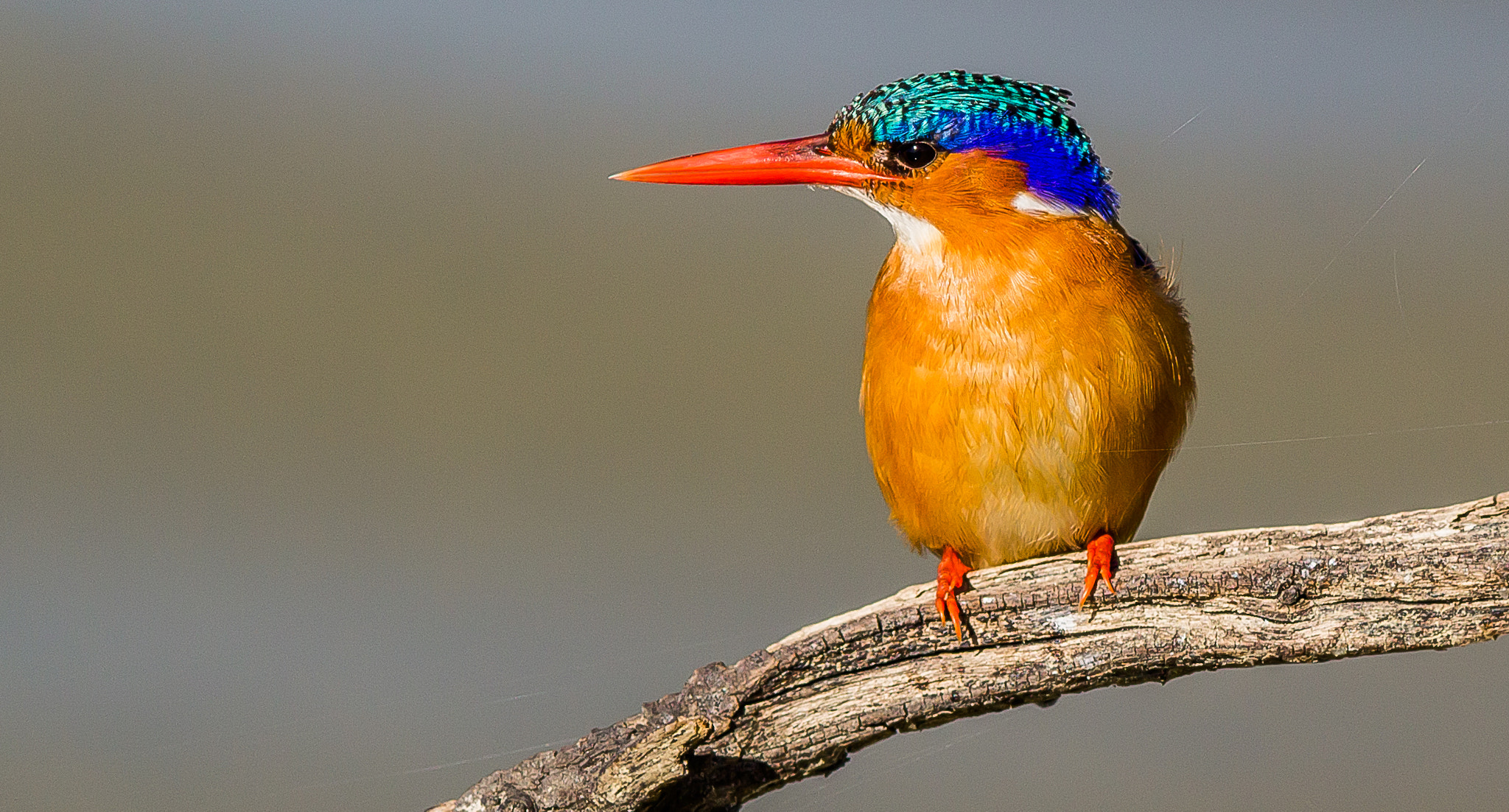 Canon EOS 1200D (EOS Rebel T5 / EOS Kiss X70 / EOS Hi) + Canon EF 400mm F5.6L USM sample photo. Malachite kingfisher in spider webs photography