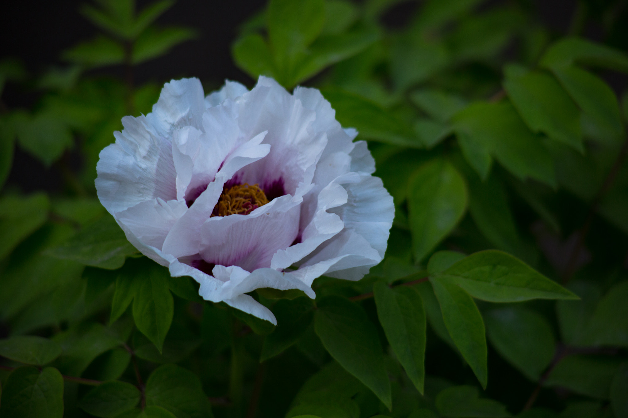 Canon EF 70-210mm f/3.5-4.5 USM sample photo