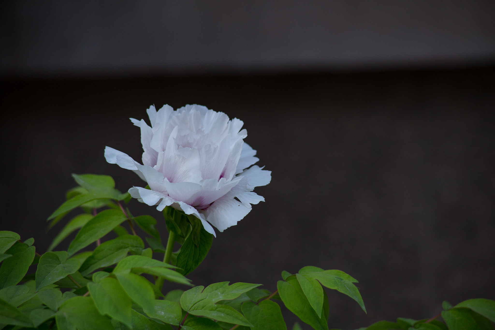 Canon EF 70-210mm f/3.5-4.5 USM sample photo