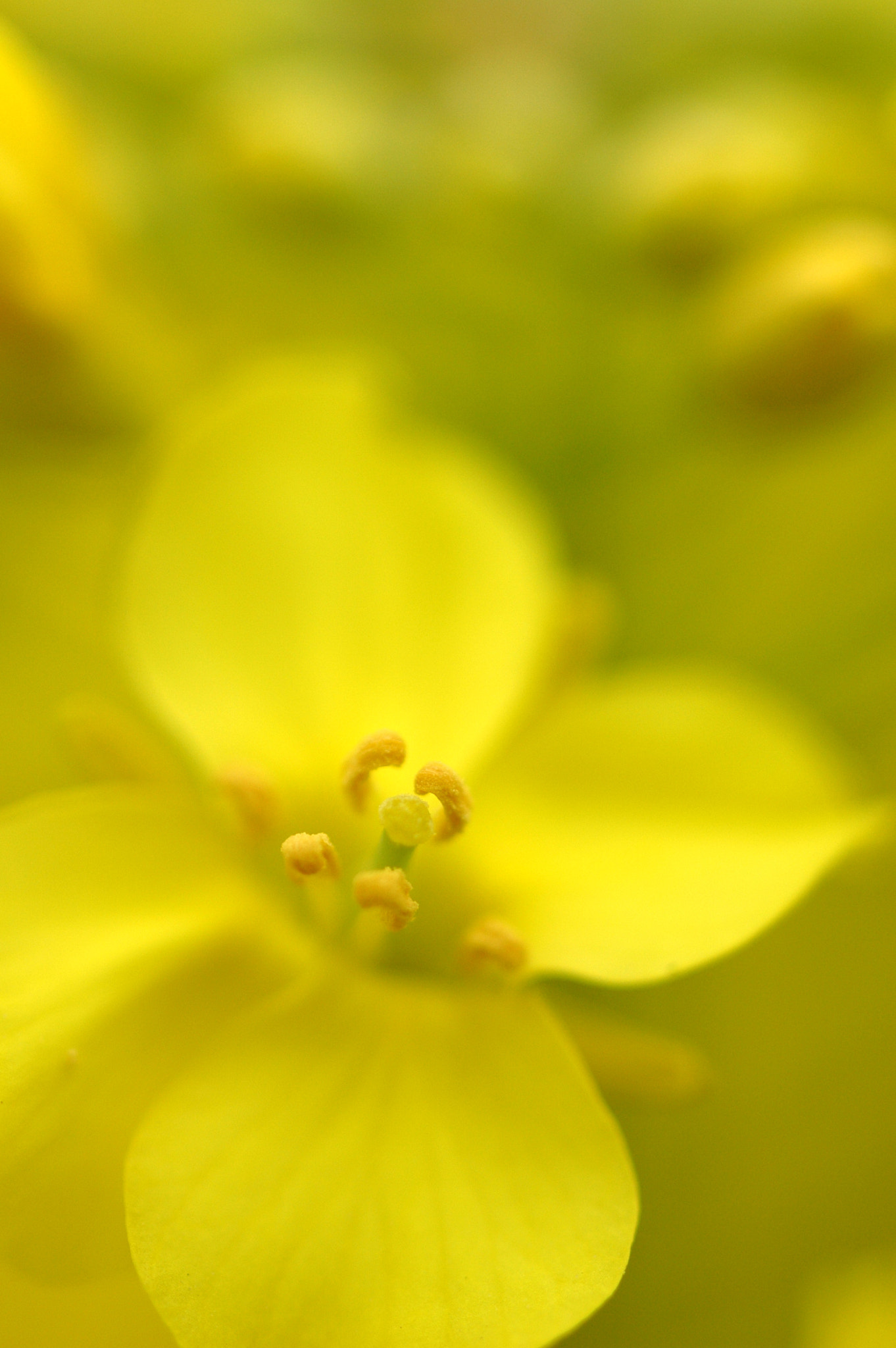 Nikon D70 + Tamron SP 90mm F2.8 Di VC USD 1:1 Macro sample photo. Yellow flower photography