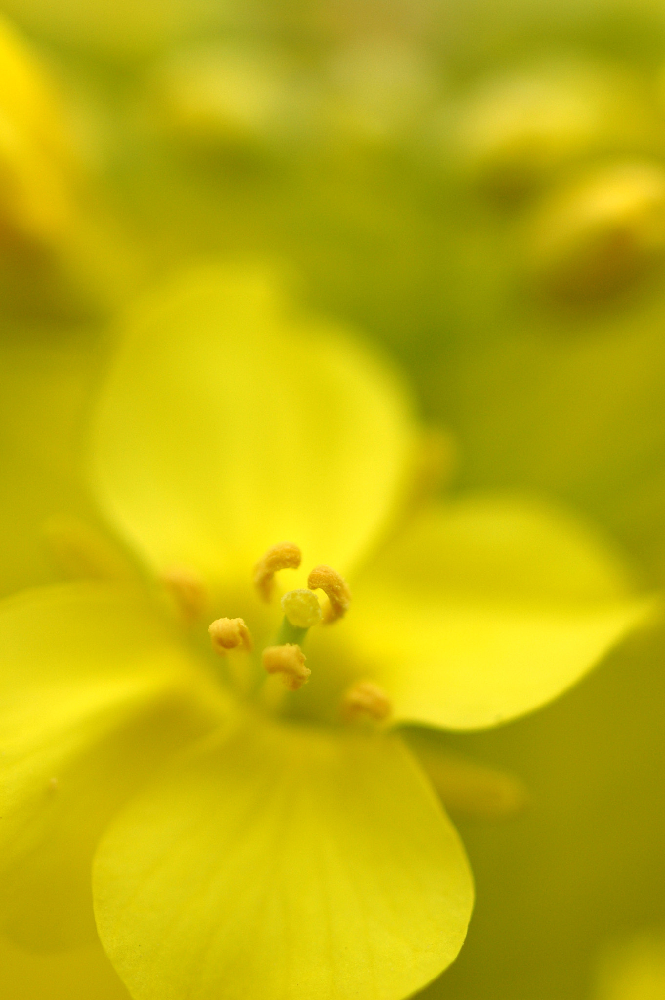 Nikon D70 sample photo. Yellow flower photography