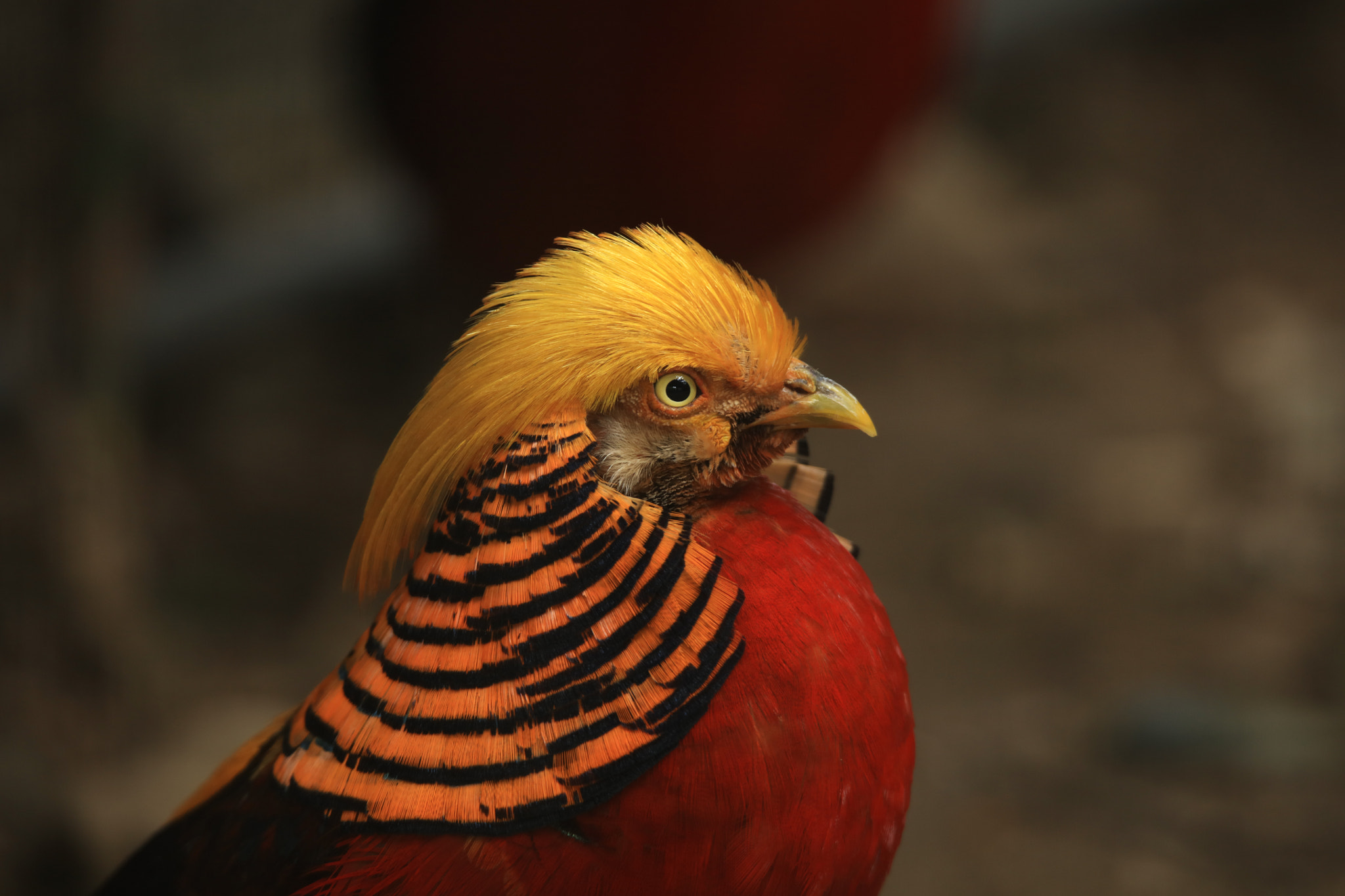 Tamron SP 150-600mm F5-6.3 Di VC USD sample photo. Golden pheasant photography