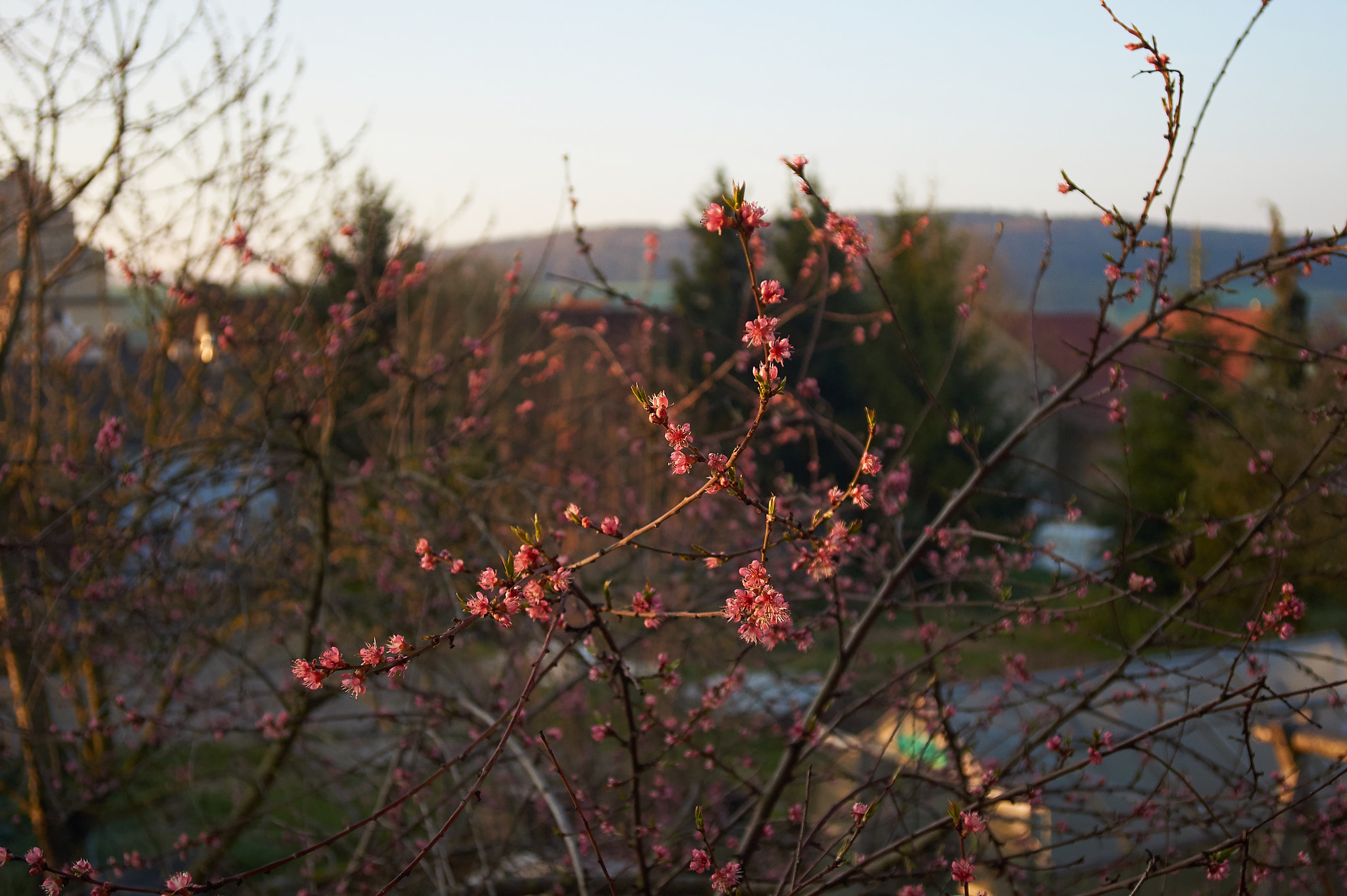 Sony SLT-A33 + 35-70mm F4 sample photo. First sunshine photography