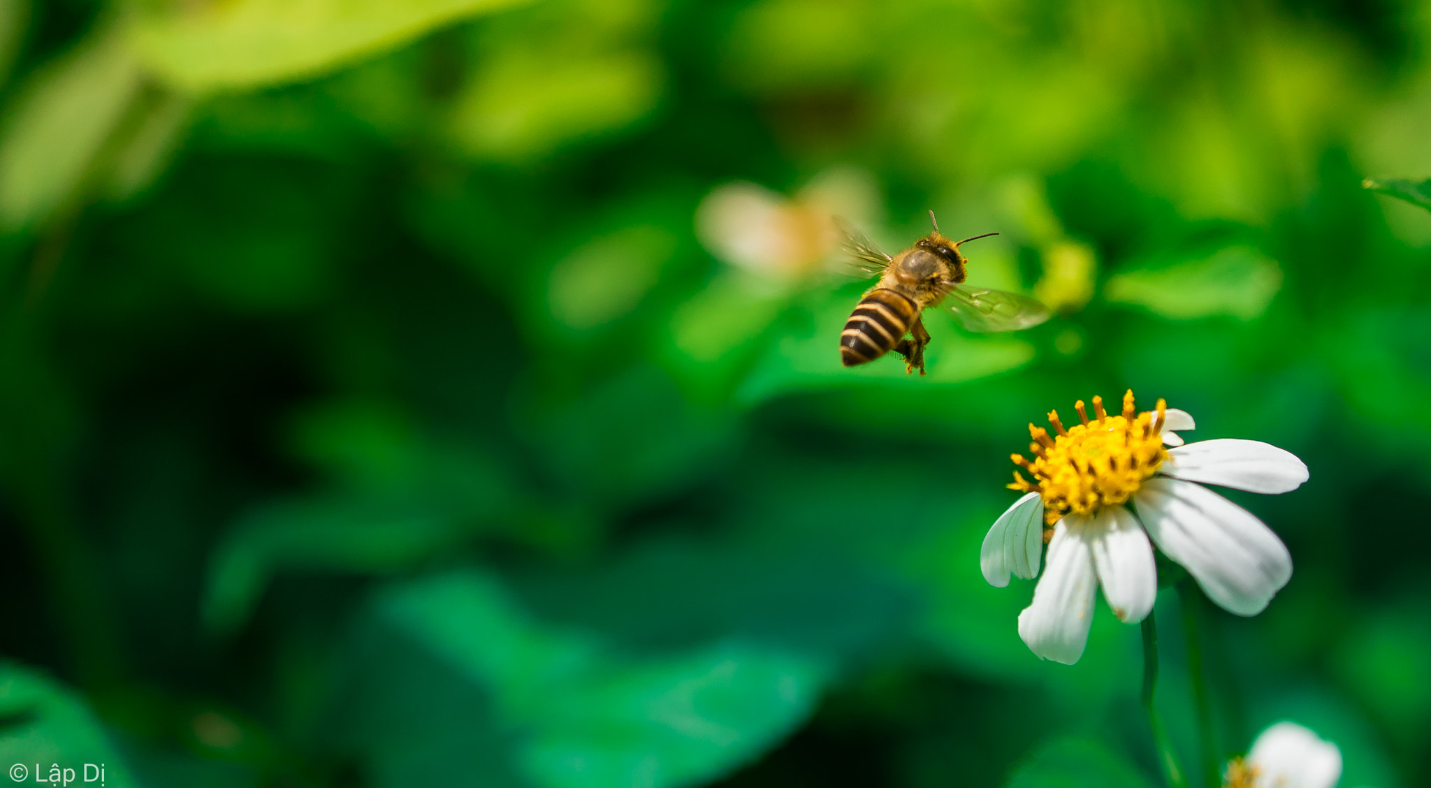 AF Zoom-Nikkor 35-135mm f/3.5-4.5 N sample photo. Noon i went to school there for honey bees photography