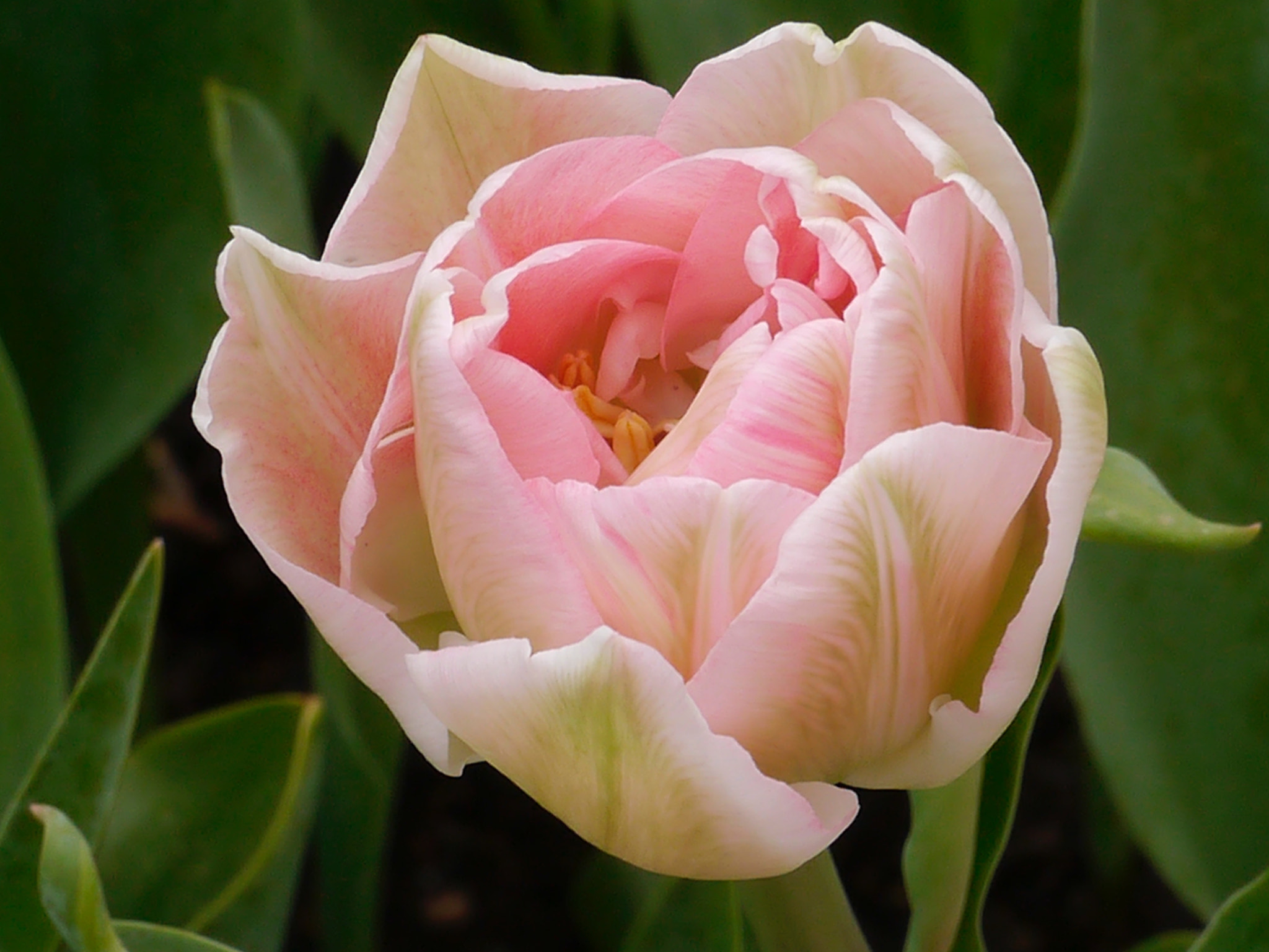 Panasonic Lumix DMC-GX1 sample photo. Tulipe 2016 du jardin photography