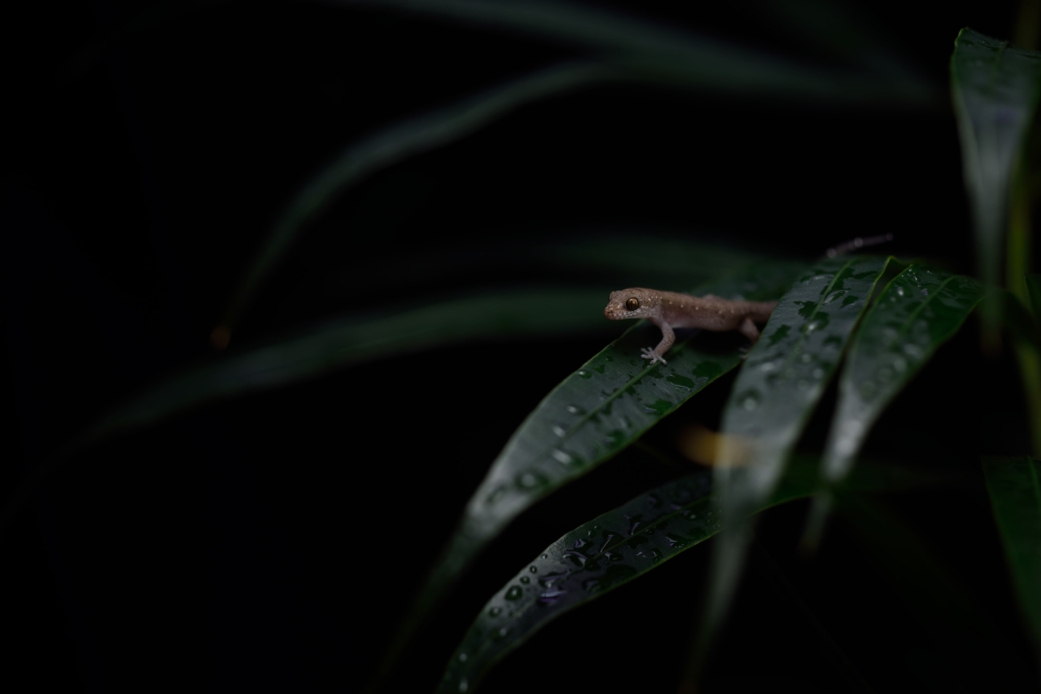 ZEISS Makro-Planar T* 50mm F2 sample photo. Dixonius siamensis photography