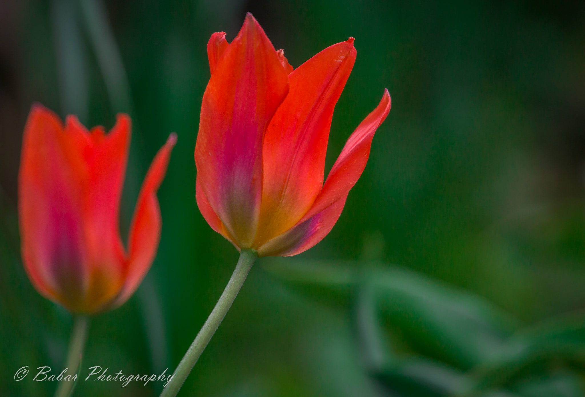 Canon EF 70-200mm F4L USM sample photo. Flowers photography
