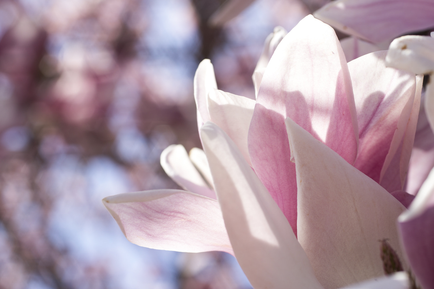 Sony a6000 + Canon EF 50mm F2.5 Macro sample photo. The daily percyscope 009 photography