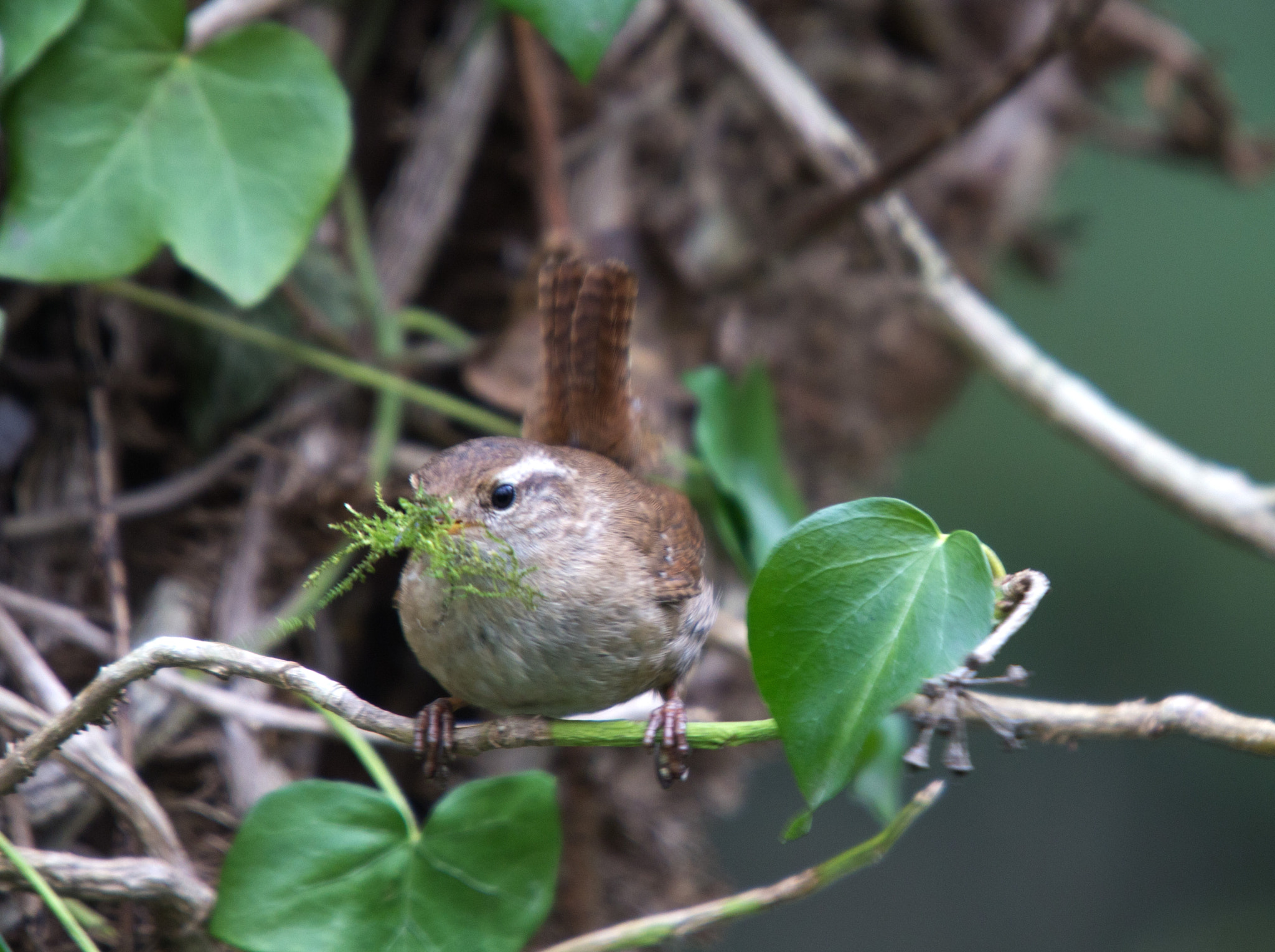 Sigma 50-500mm f/4-6.3 APO HSM EX sample photo. Wren nesting photography