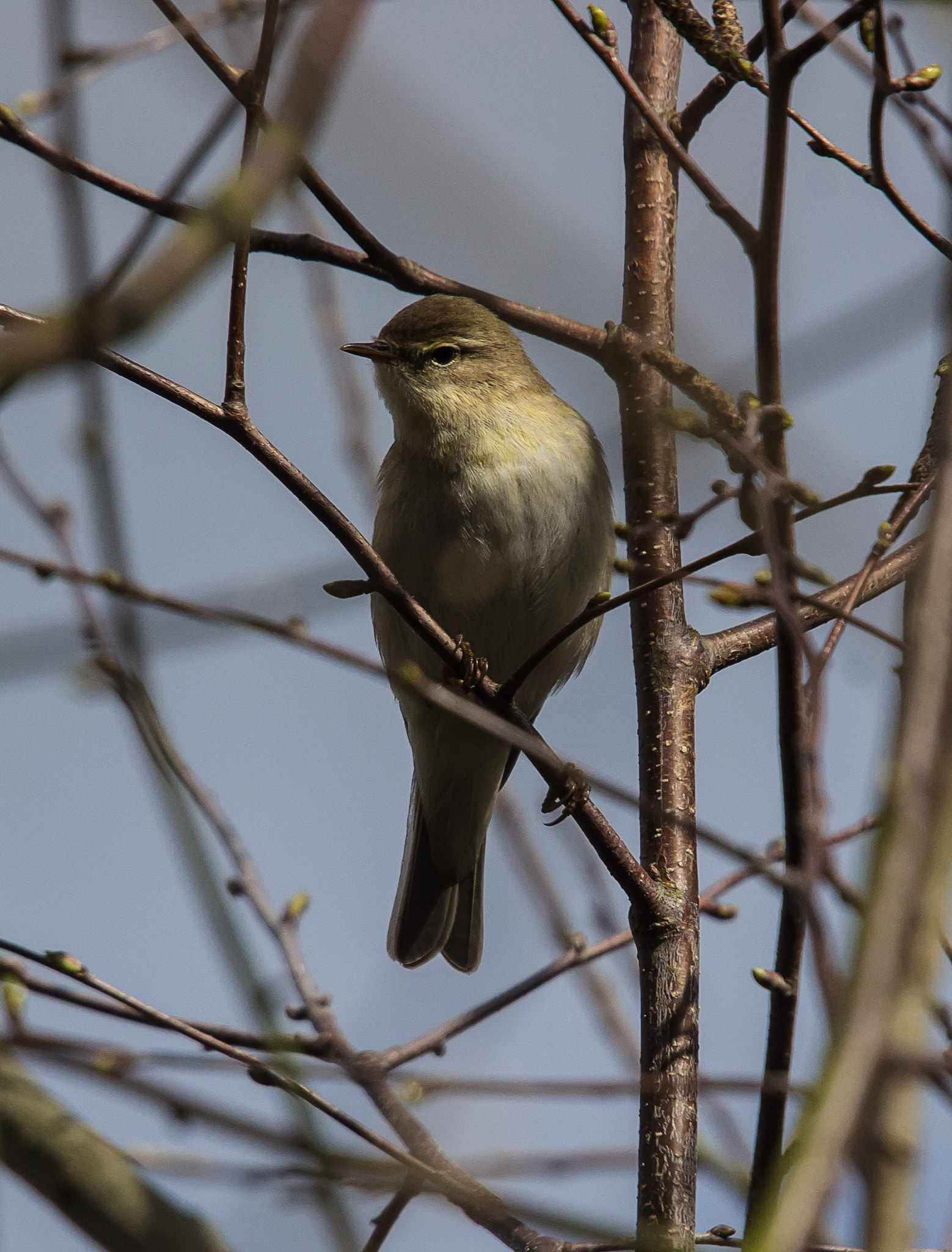 Canon EOS 600D (Rebel EOS T3i / EOS Kiss X5) + Sigma 50-500mm f/4-6.3 APO HSM EX sample photo. Chiffchaff photography