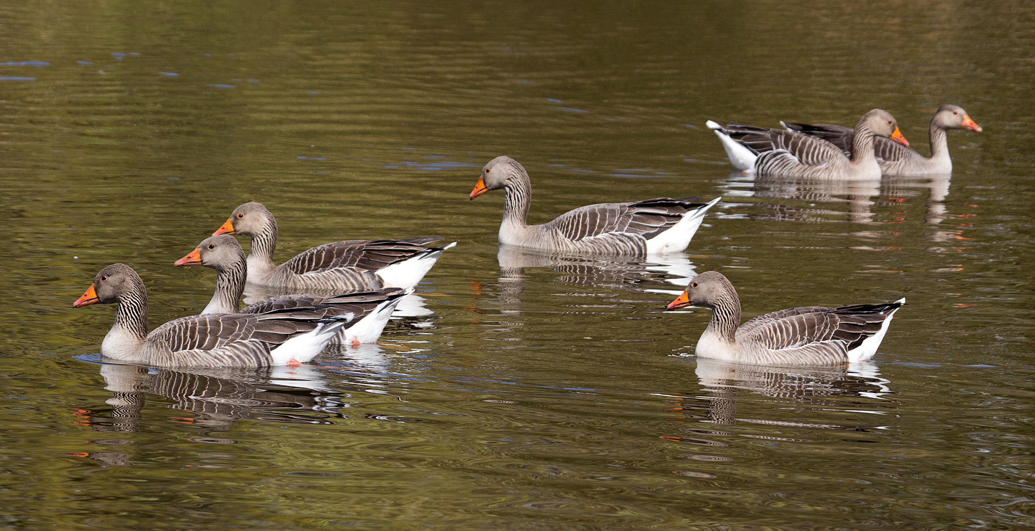 Sigma 50-500mm f/4-6.3 APO HSM EX sample photo. Greylag gaggle photography