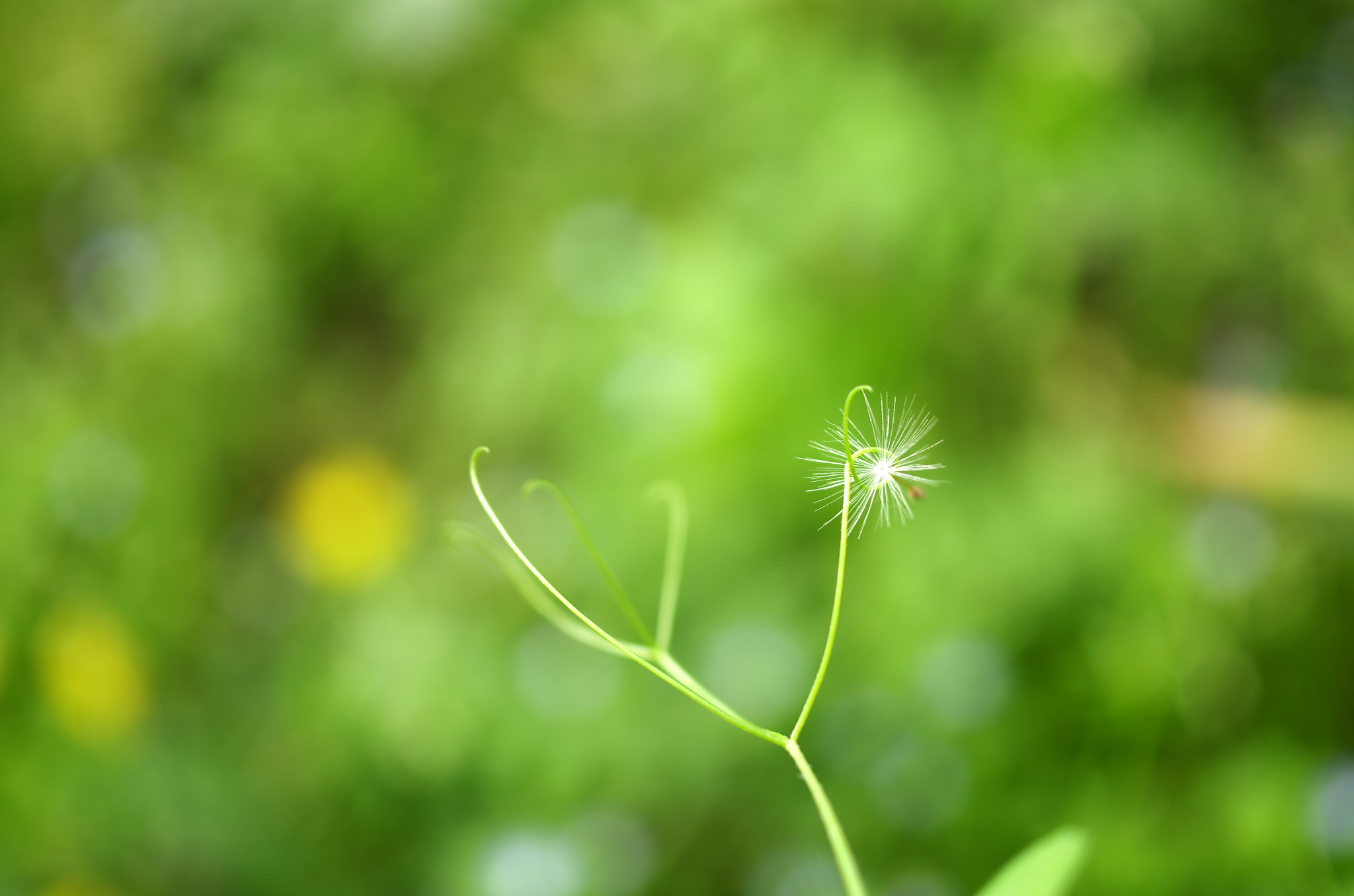 Pentax K-5 + HD Pentax DA 35mm F2.8 Macro Limited sample photo. Green photography