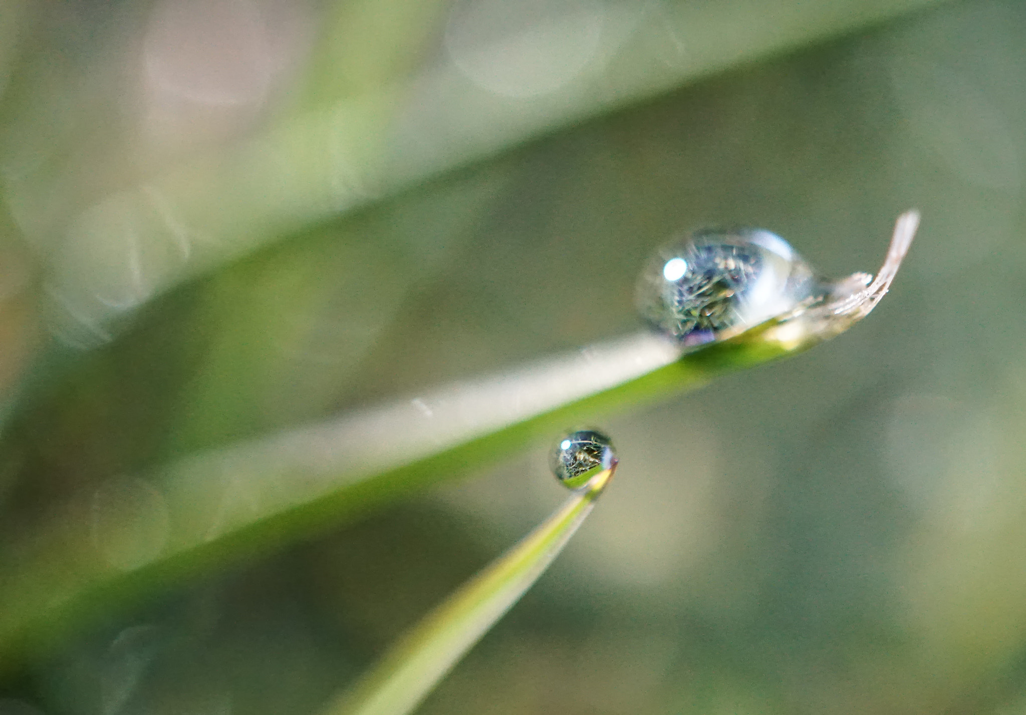 Sony a6300 + Sony E 30mm F3.5 Macro sample photo. Dew drops photography