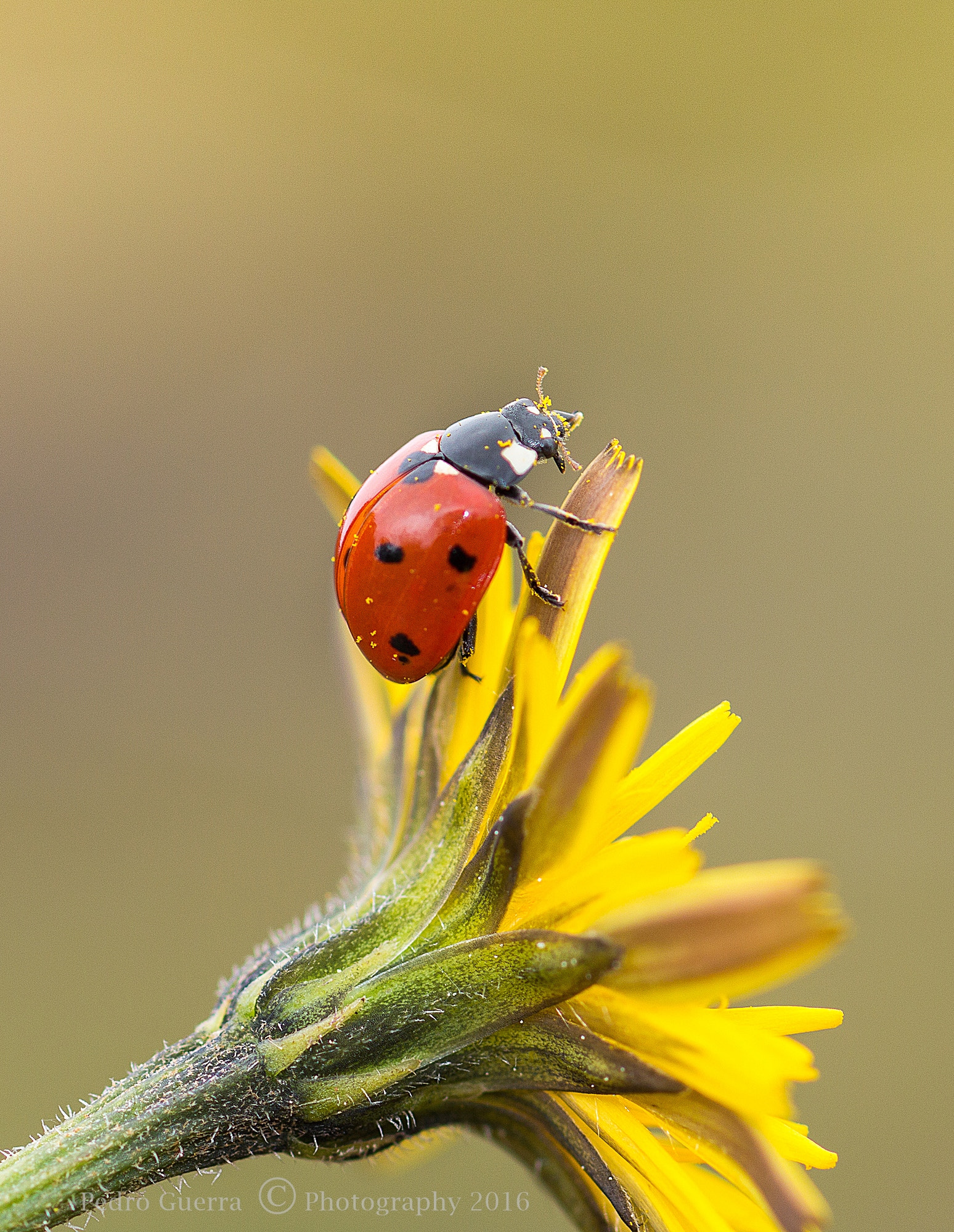 Canon EOS 70D + Canon EF 100mm F2.8 Macro USM sample photo. Ladybug photography