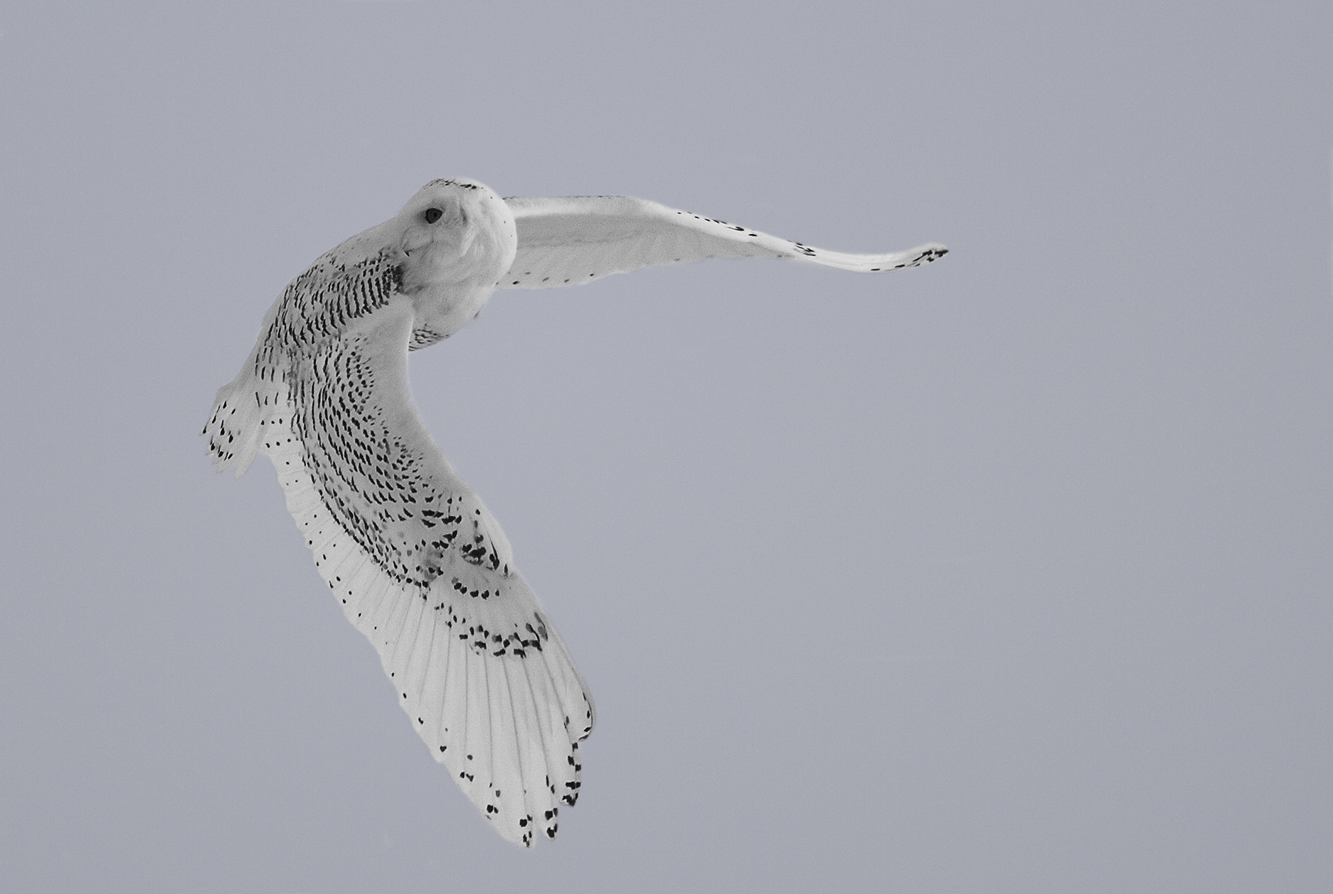 Canon EOS-1D Mark IV + Canon EF 600mm f/4L IS sample photo. Snowy owl photography