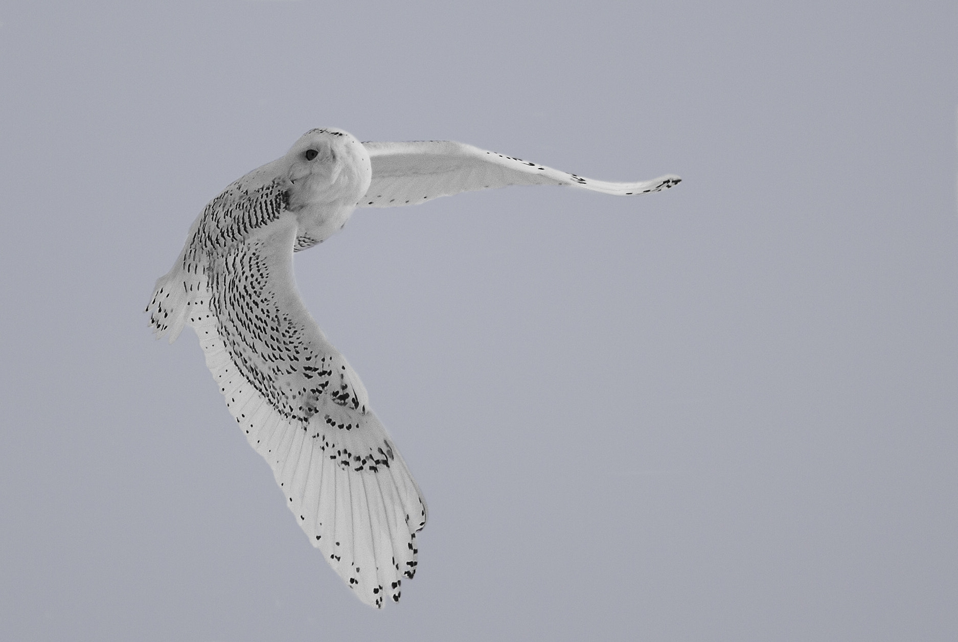 Canon EF 600mm f/4L IS sample photo. Snowy owl photography