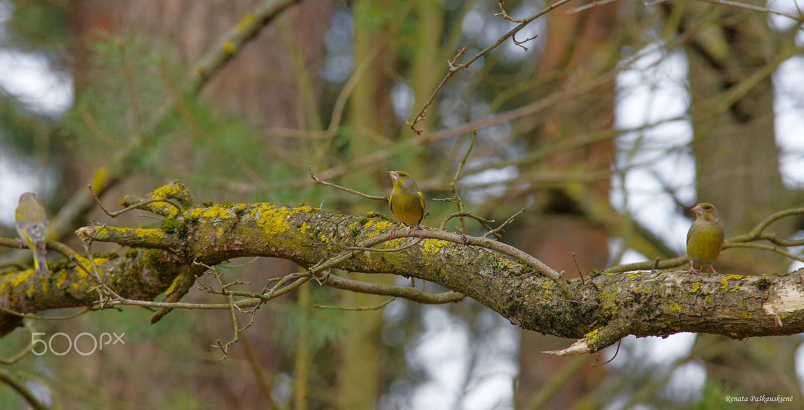 Pentax K-3 sample photo. Birds photography