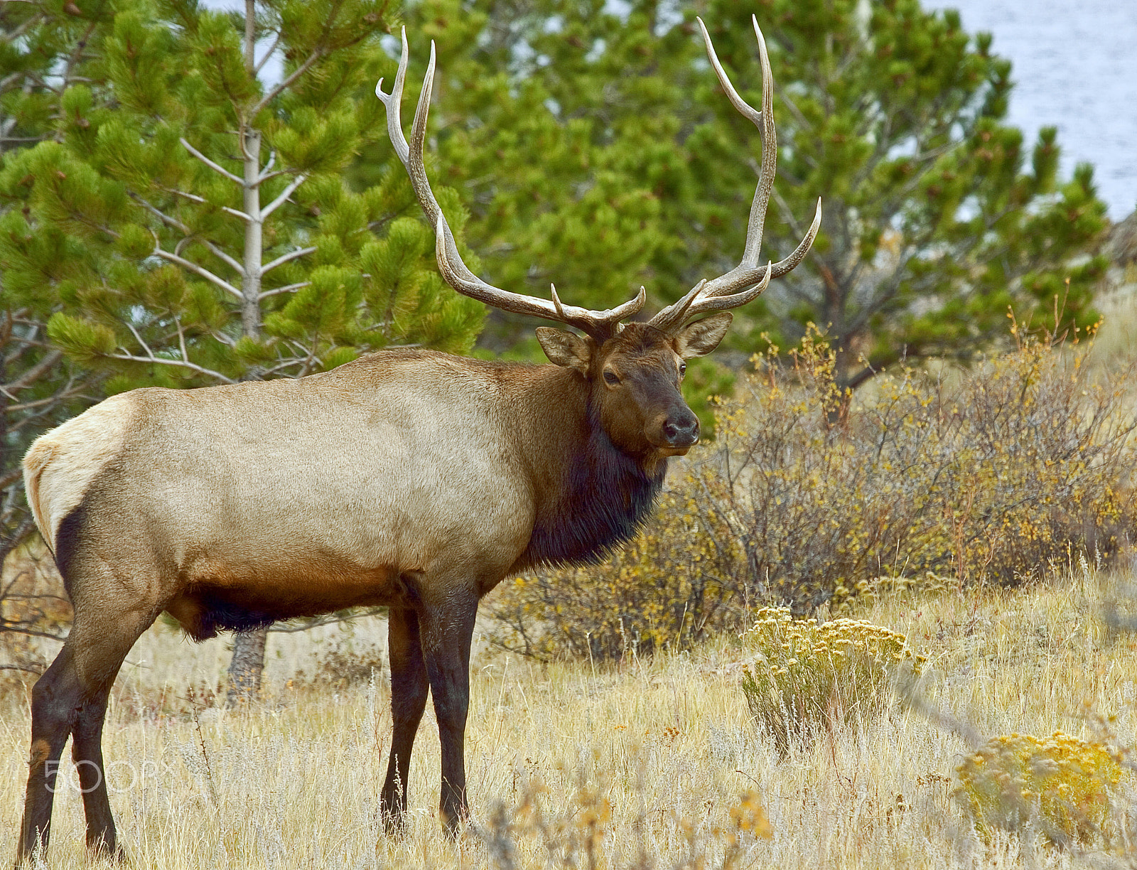 Canon EF 100-400mm F4.5-5.6L IS USM sample photo. Colorado wildlife photography