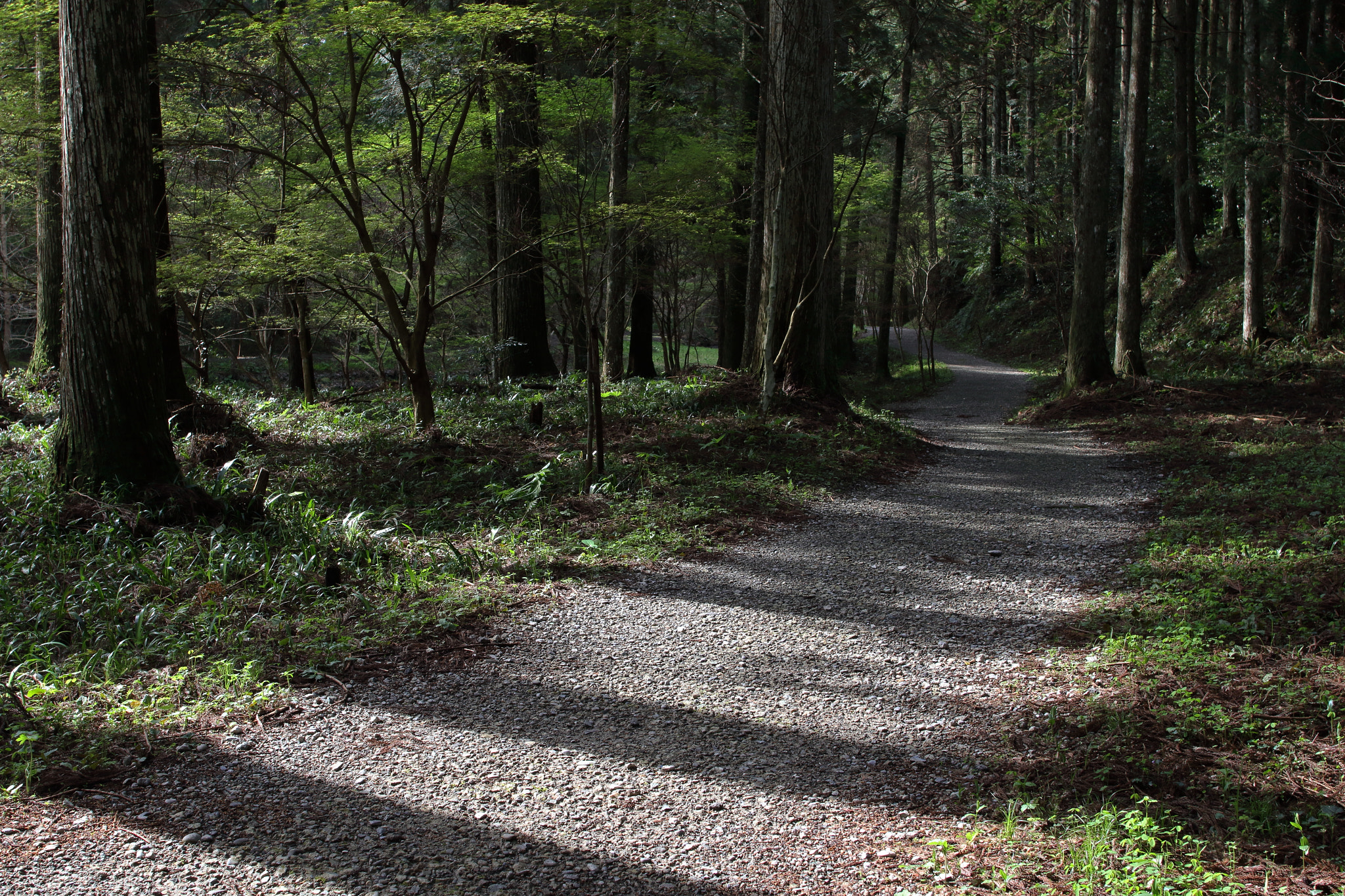 Sigma 28mm f/1.8 DG Macro EX sample photo. ...光と影。 photography