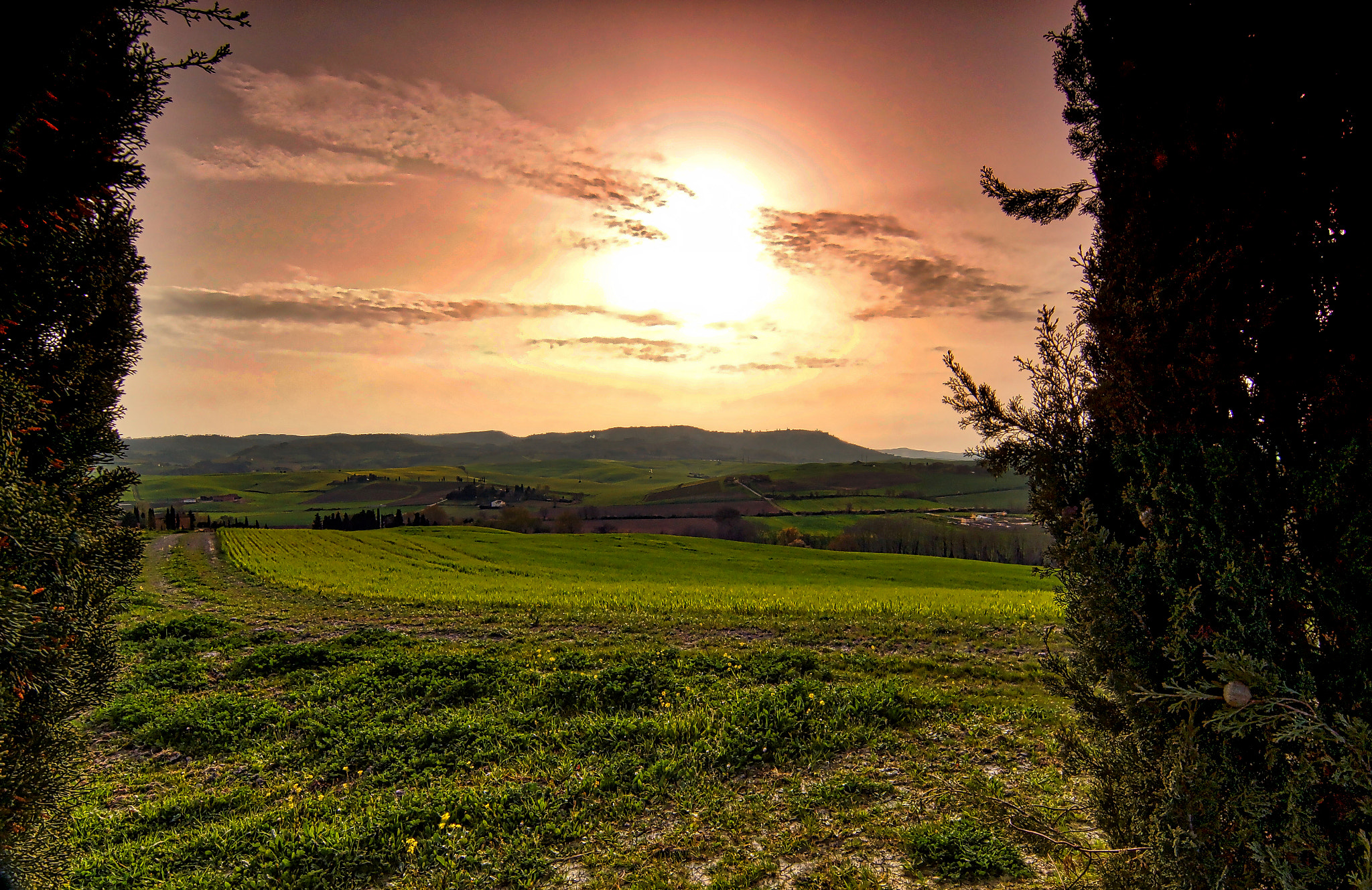 Sony SLT-A65 (SLT-A65V) + 20mm F2.8 sample photo. Sunset with cypresses photography