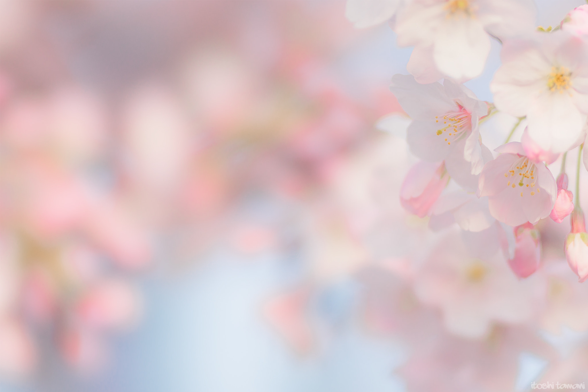 Sony 135mm F2.8 [T4.5] STF sample photo. Spring color code photography