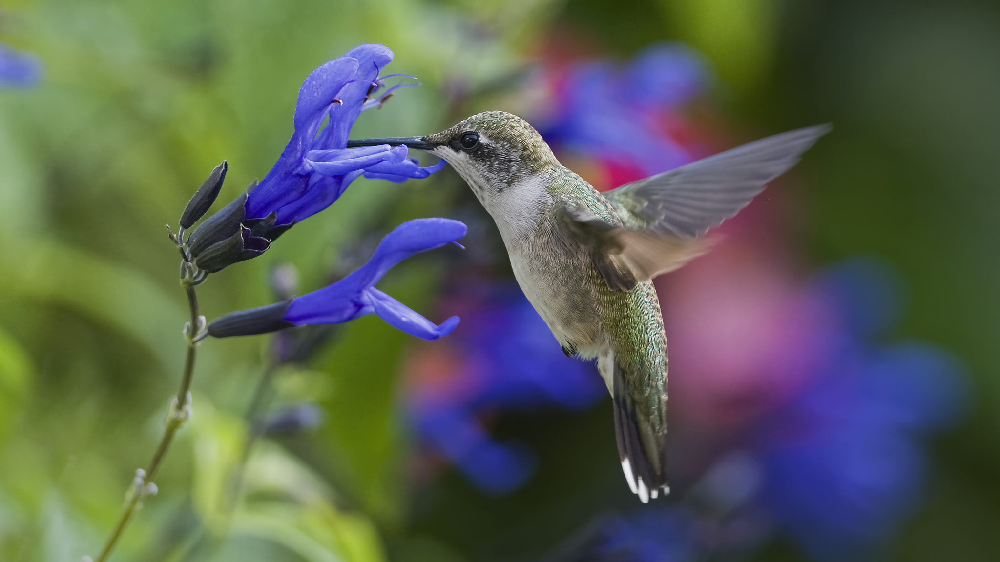 AF Zoom-Nikkor 35-135mm f/3.5-4.5 N sample photo. Magical garden visitor photography