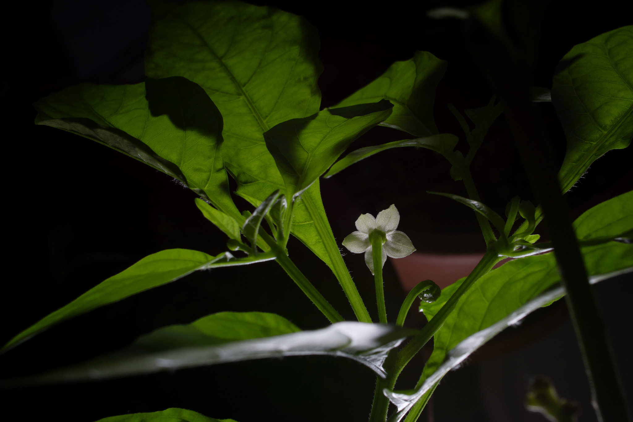 Nikon D7100 + Sigma 24mm F2.8 Super Wide II Macro sample photo. Nagamorich's flower. photography