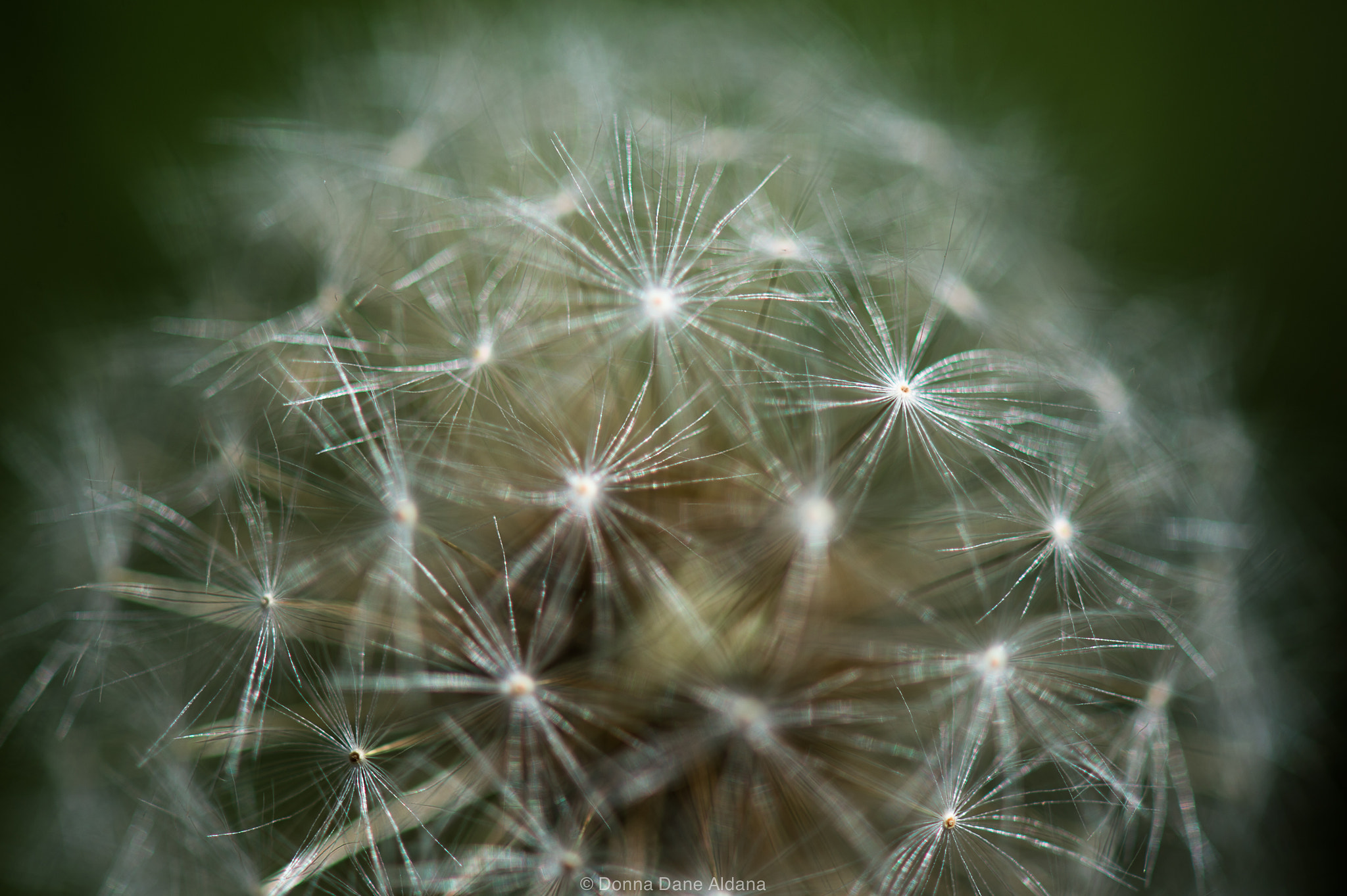 Nikon Df sample photo. Dandelion photography