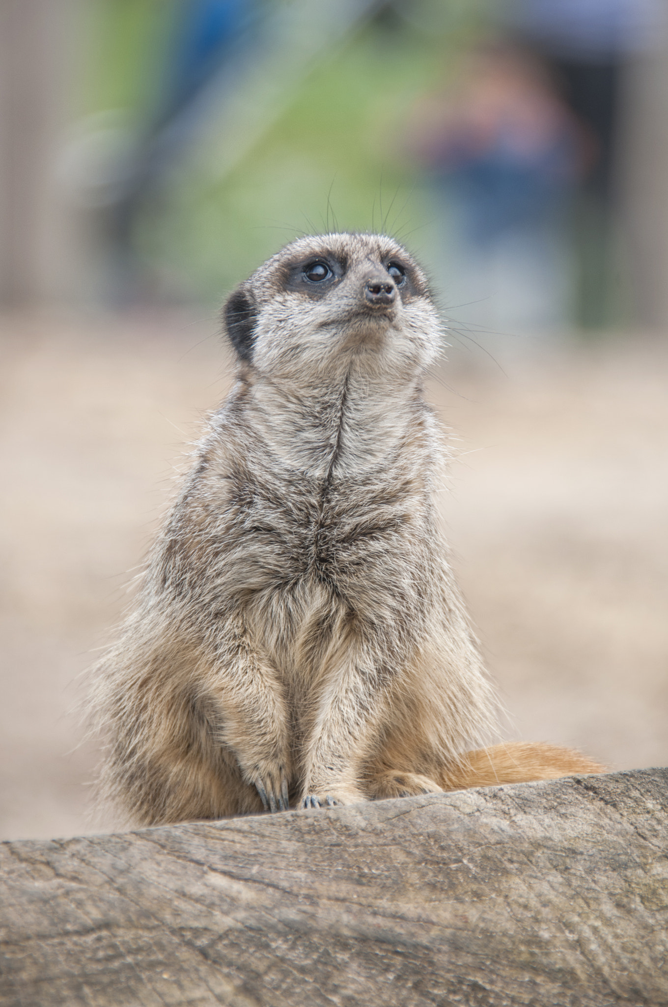Nikon D300S sample photo. Meerkat -1 photography